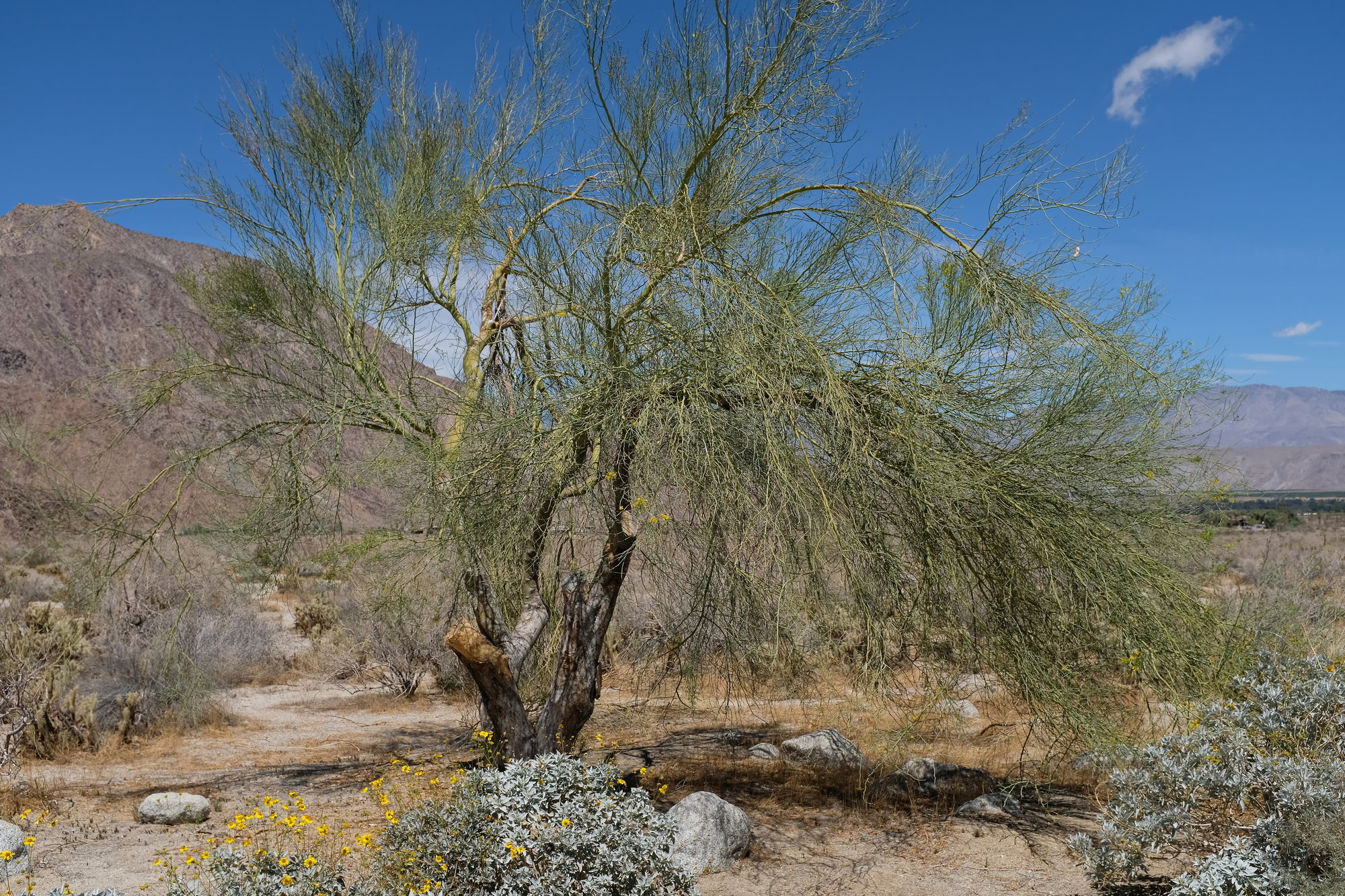 Anza-Borrego Desert SP & Julian (1)_resize