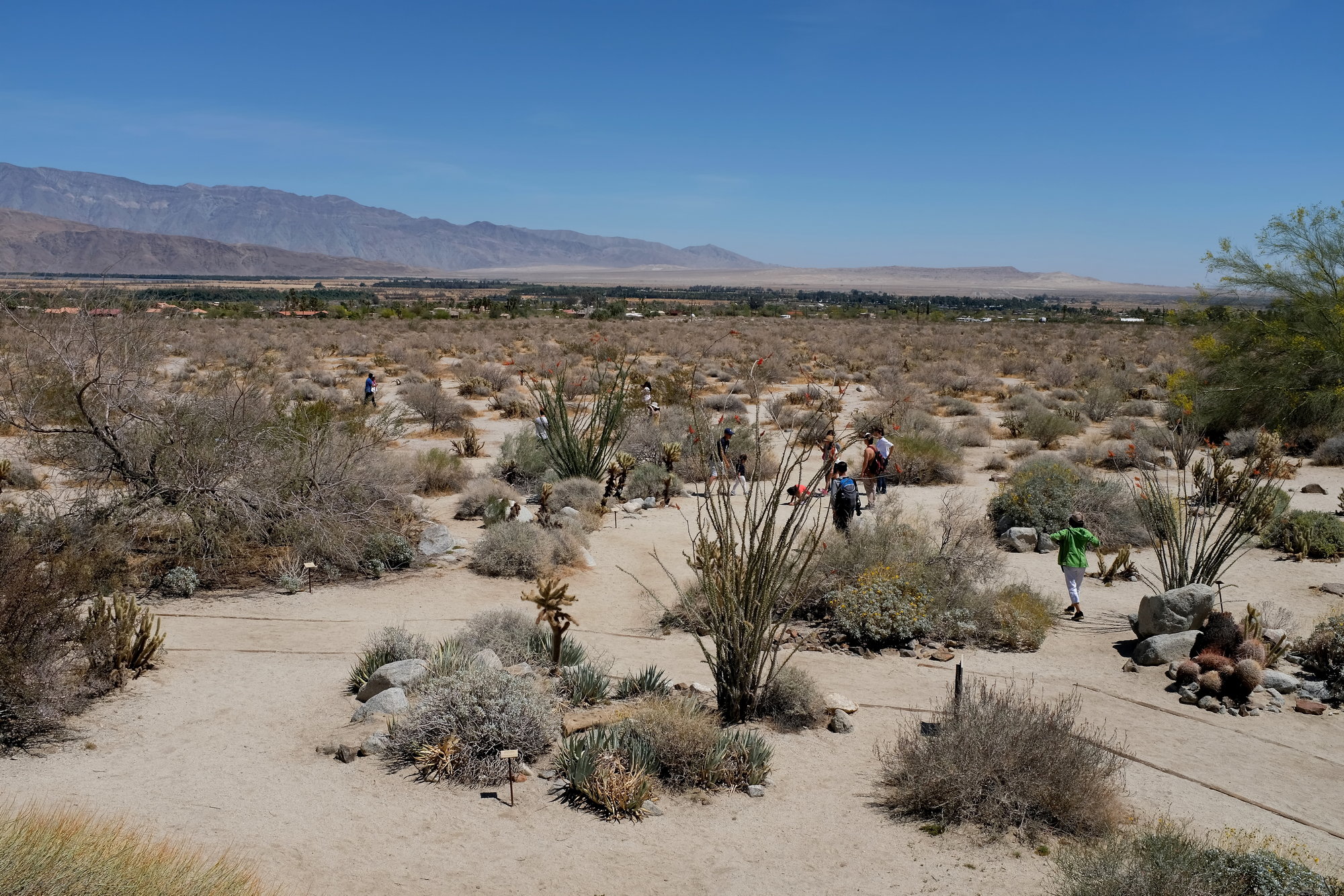 Anza-Borrego Desert SP & Julian (3)_resize
