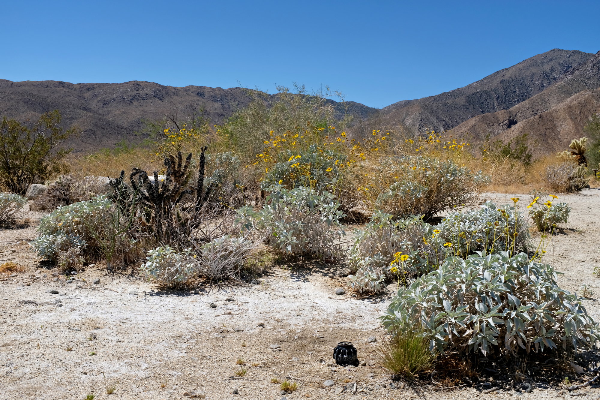 Anza-Borrego Desert SP & Julian (4)_resize