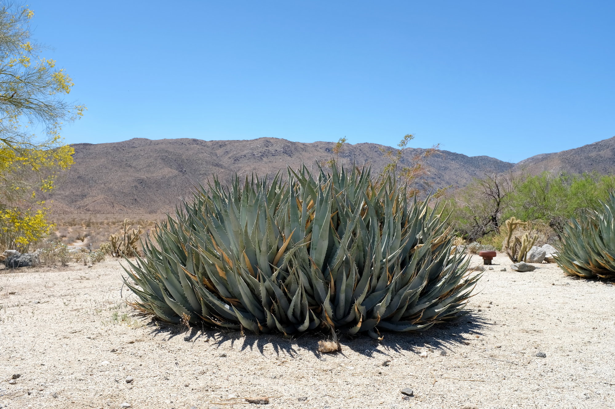 Anza-Borrego Desert SP & Julian (5)_resize