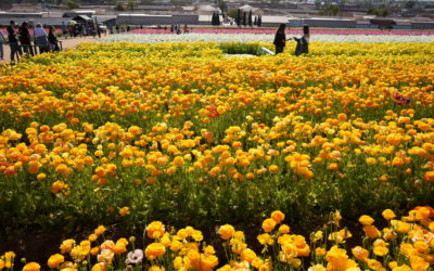 The Flower Fields at Carlsbad Ranch, California