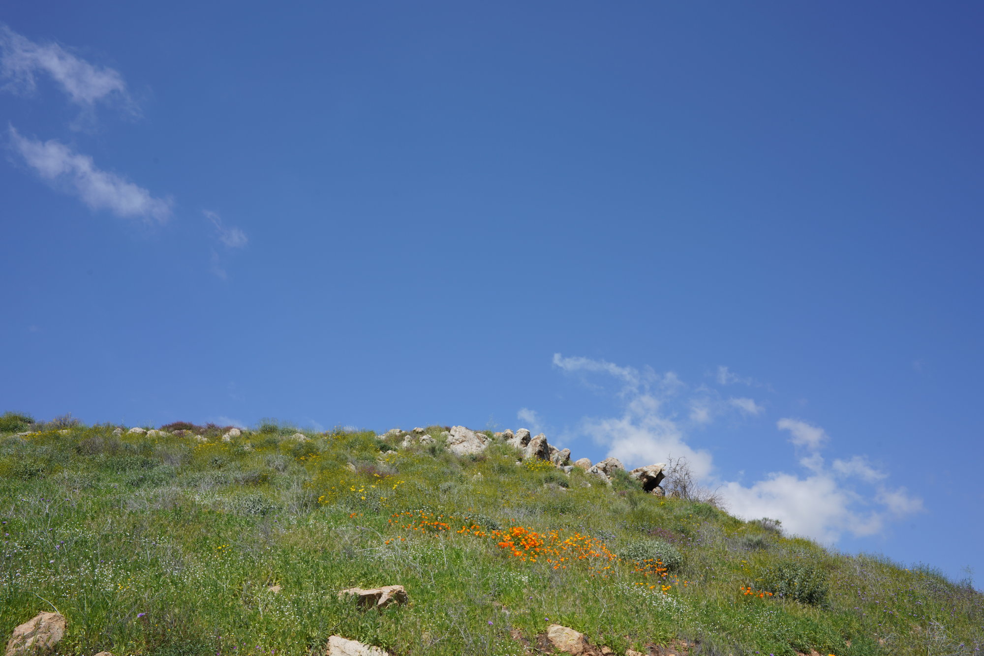 Lake Elsinore - Puppy Field (2)