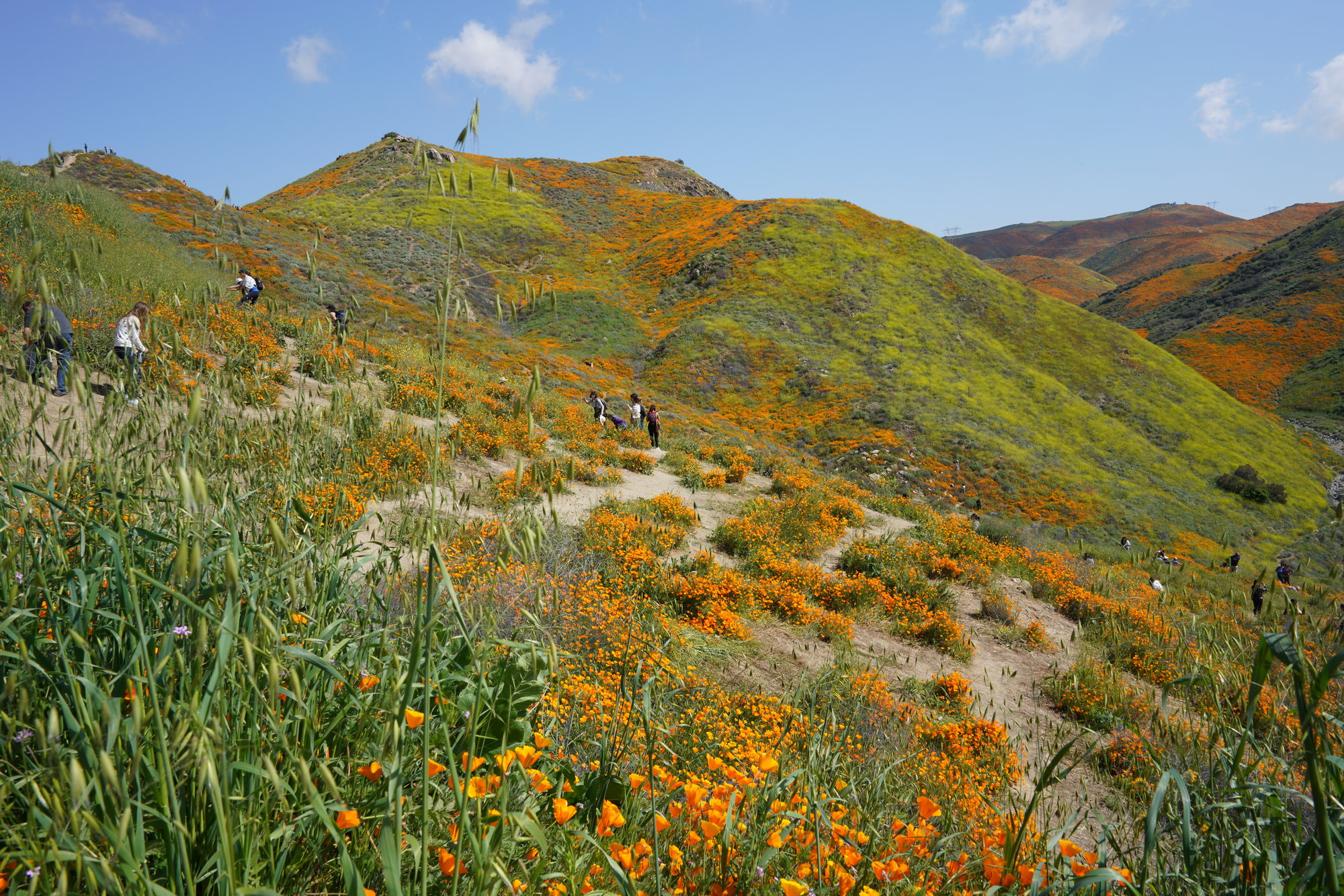 Lake Elsinore - Puppy Field (3)