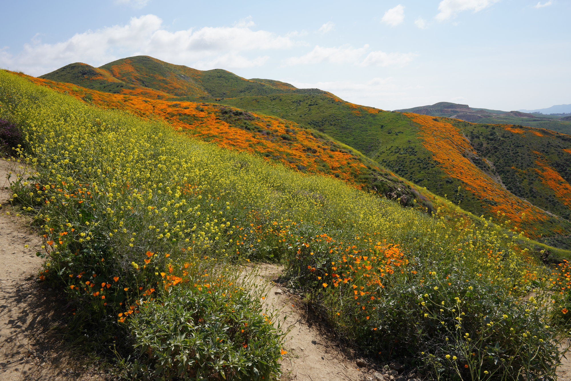 Lake Elsinore - Puppy Field (6)