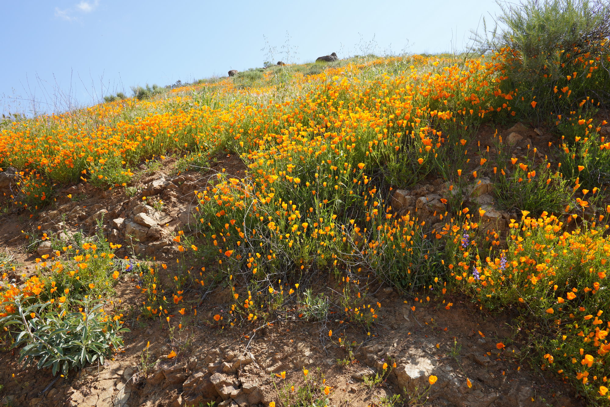 Lake Elsinore - Puppy Field (7)