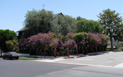 Mar Vista Neighborhood, Los Angeles, California, USA