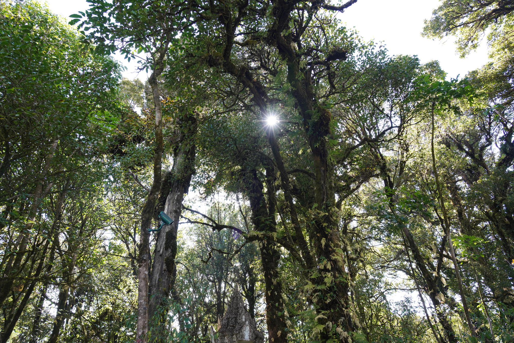 Chiang Mai - Doi Inthanon NP (4)