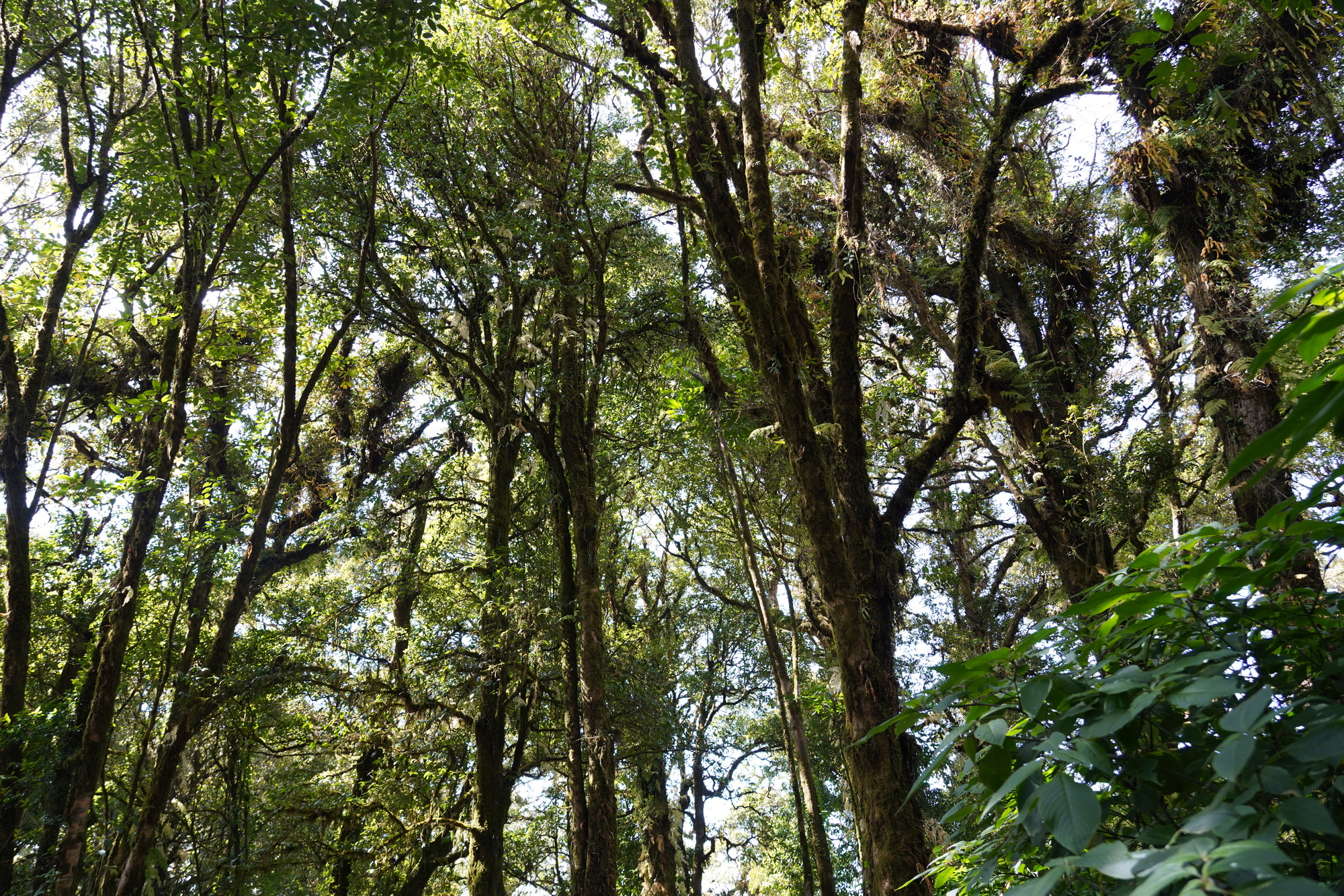 Chiang Mai - Doi Inthanon NP (6)