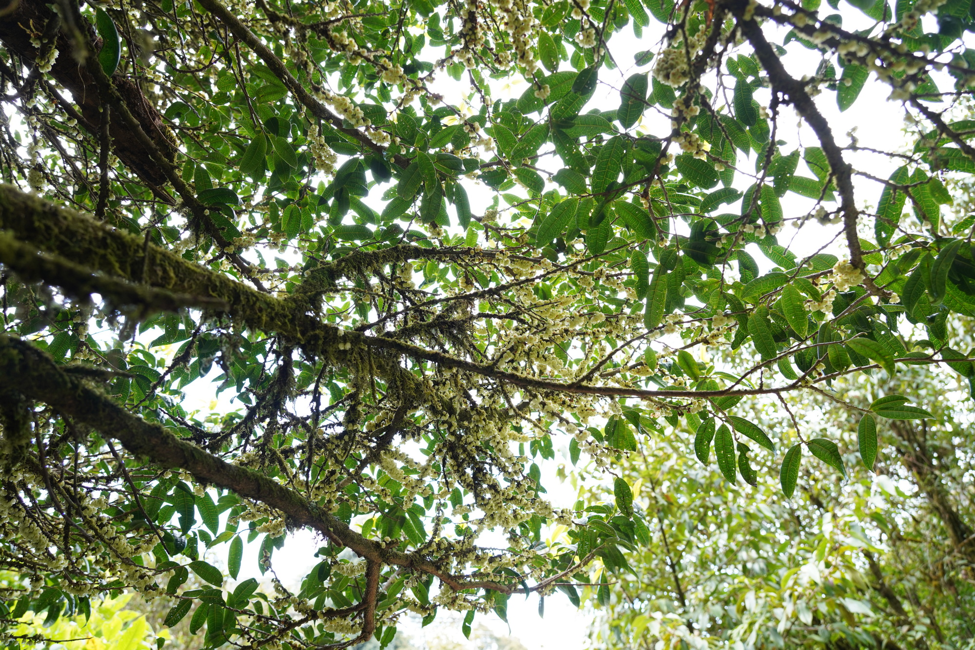 Chiang Mai - Doi Inthanon NP (7)