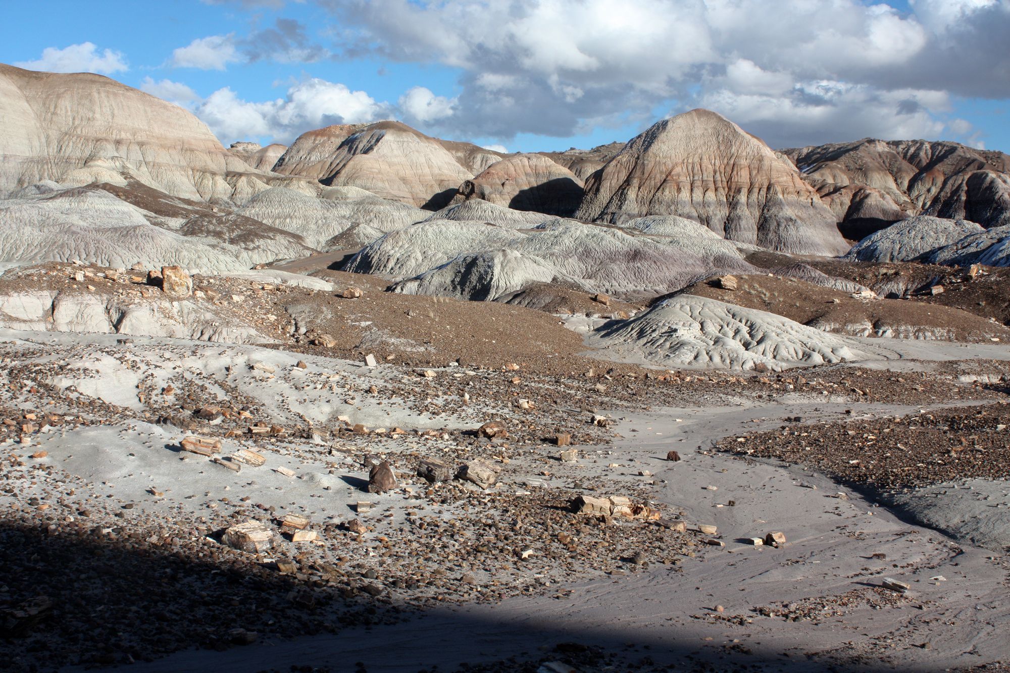 Petrified Forest (14)