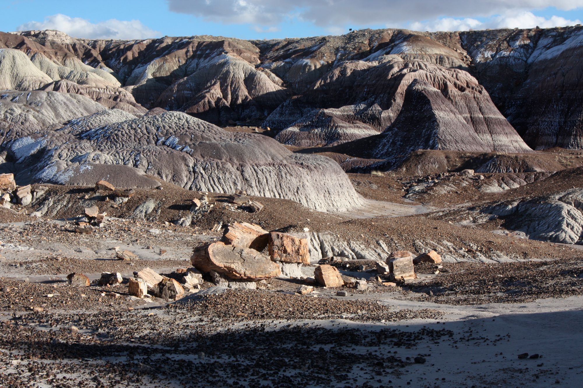 Petrified Forest (15)