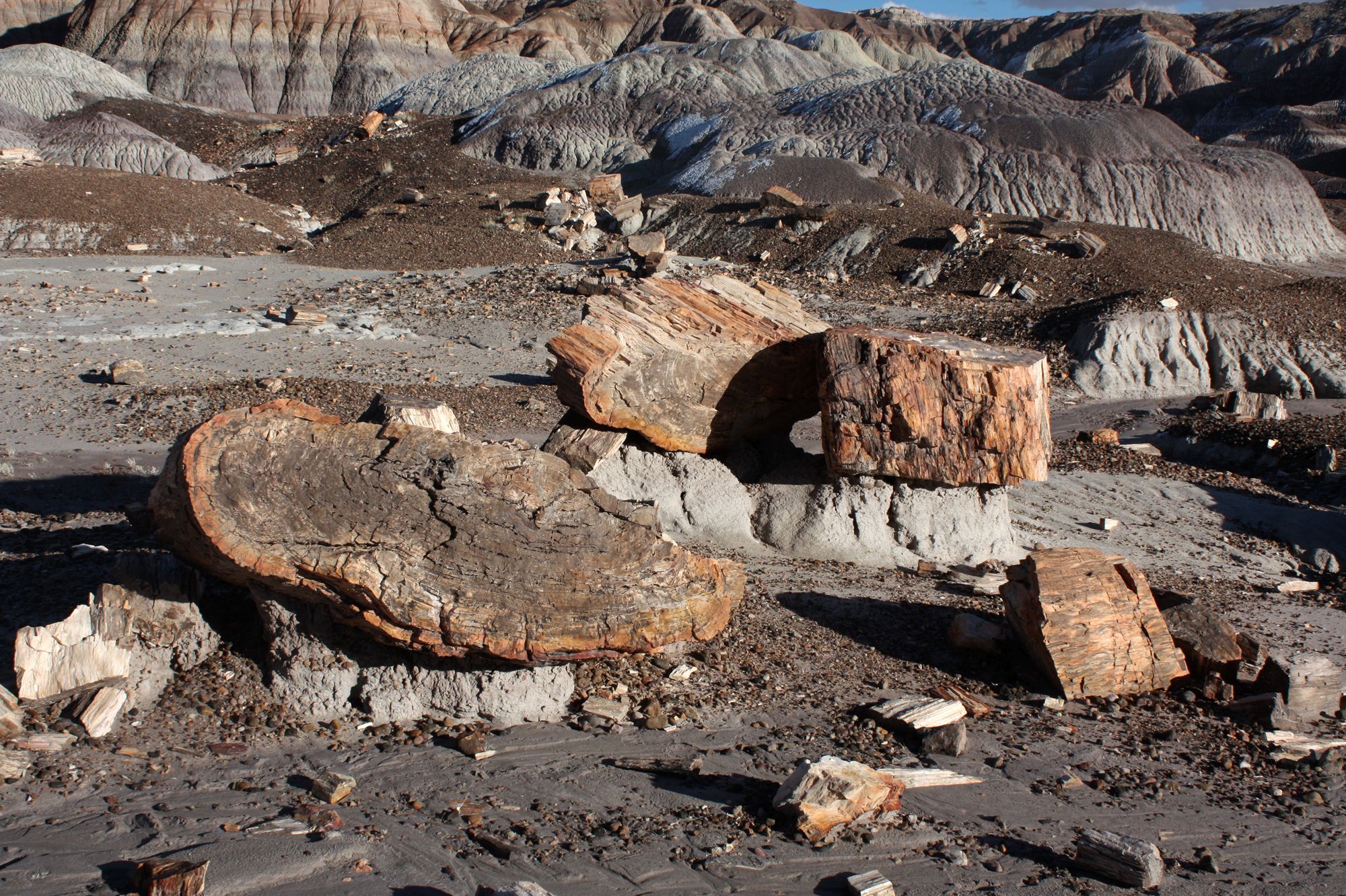 Petrified Forest (16)