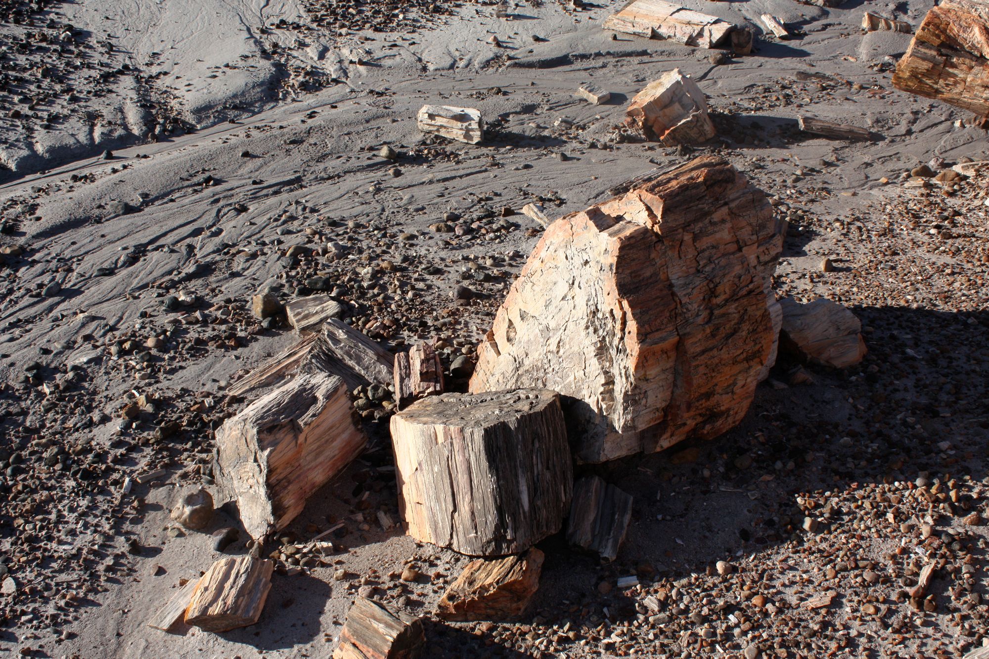 Petrified Forest (17)