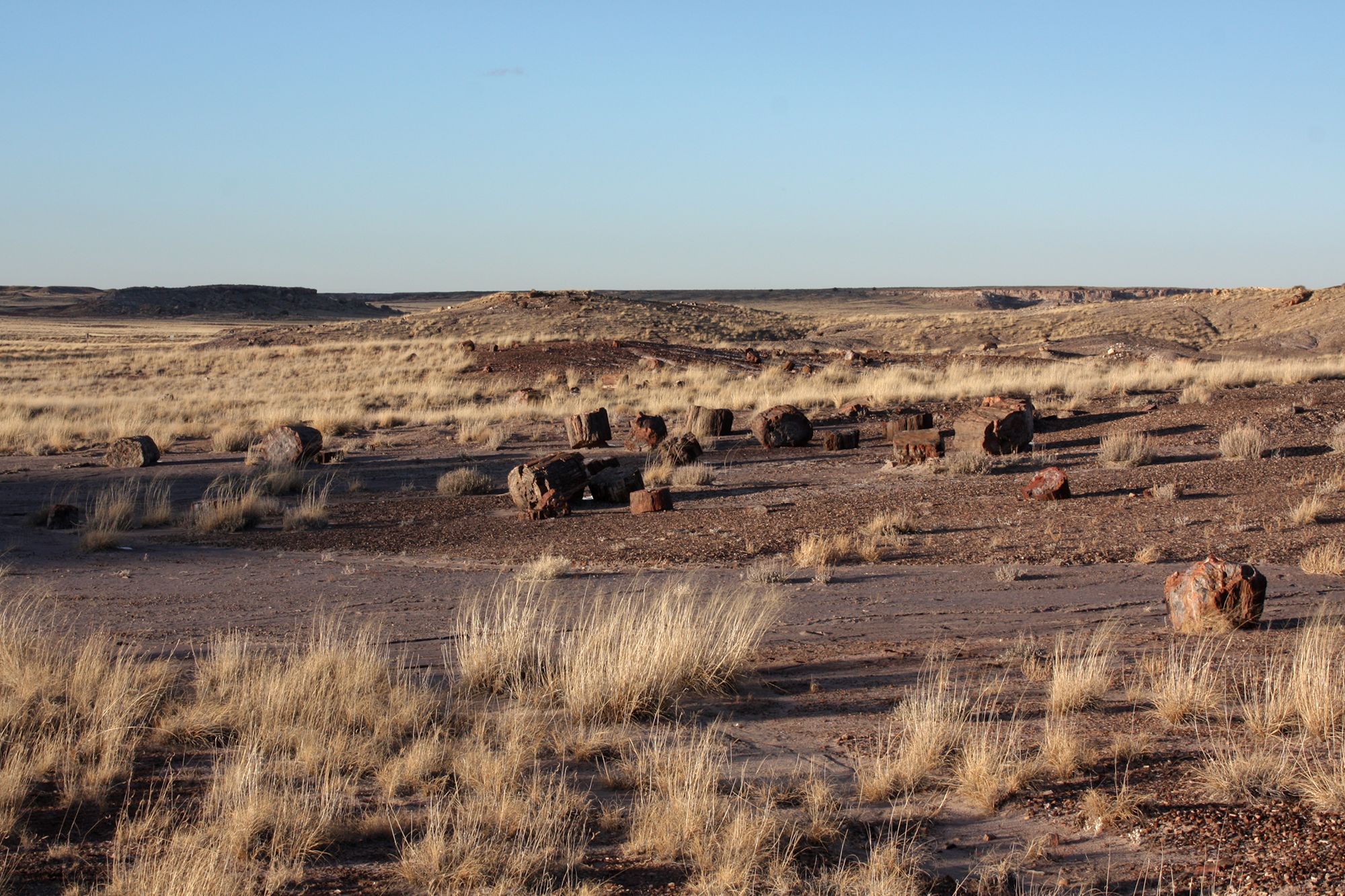 Petrified Forest (22)