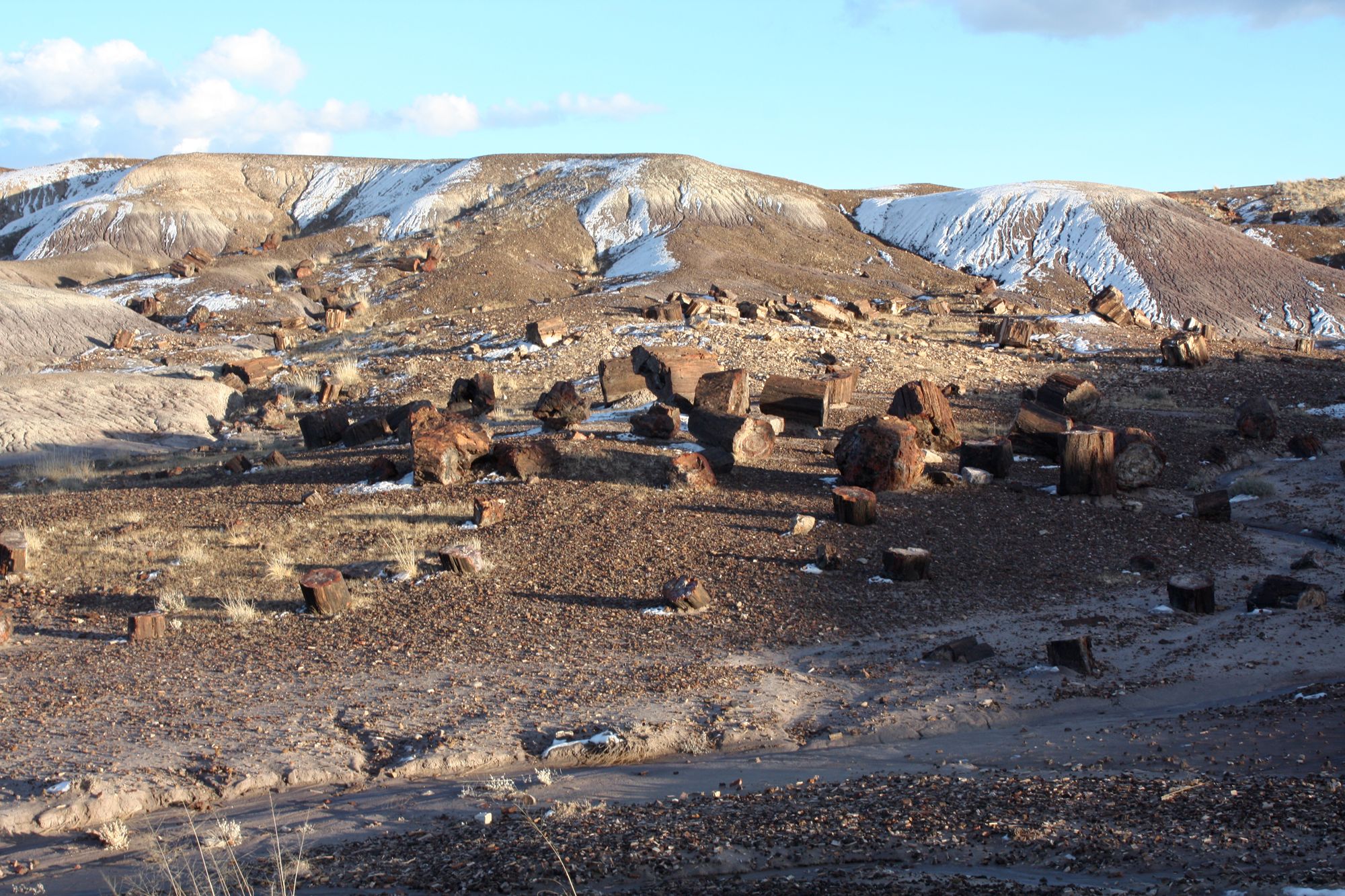Petrified Forest (24)