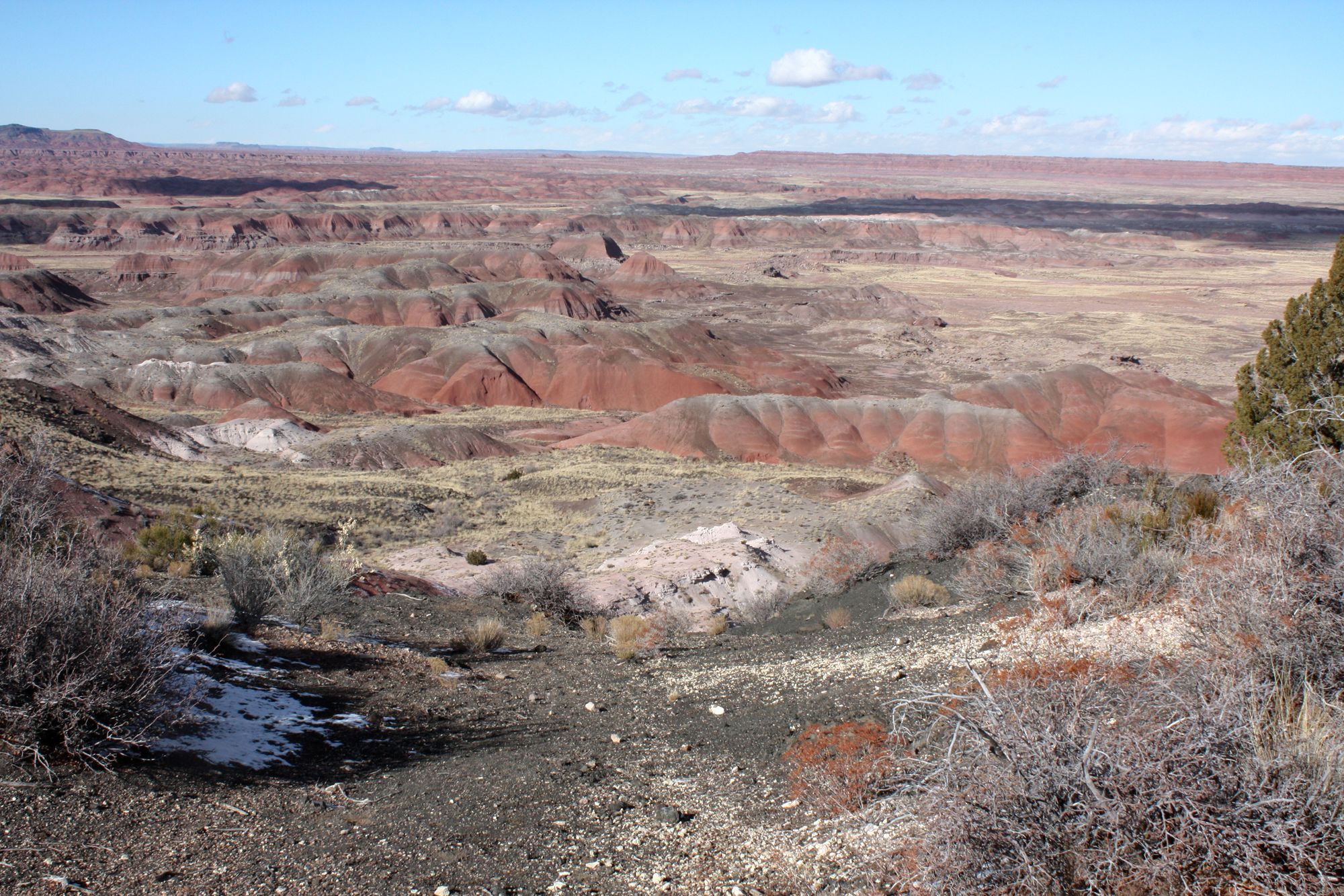 Petrified Forest (4)