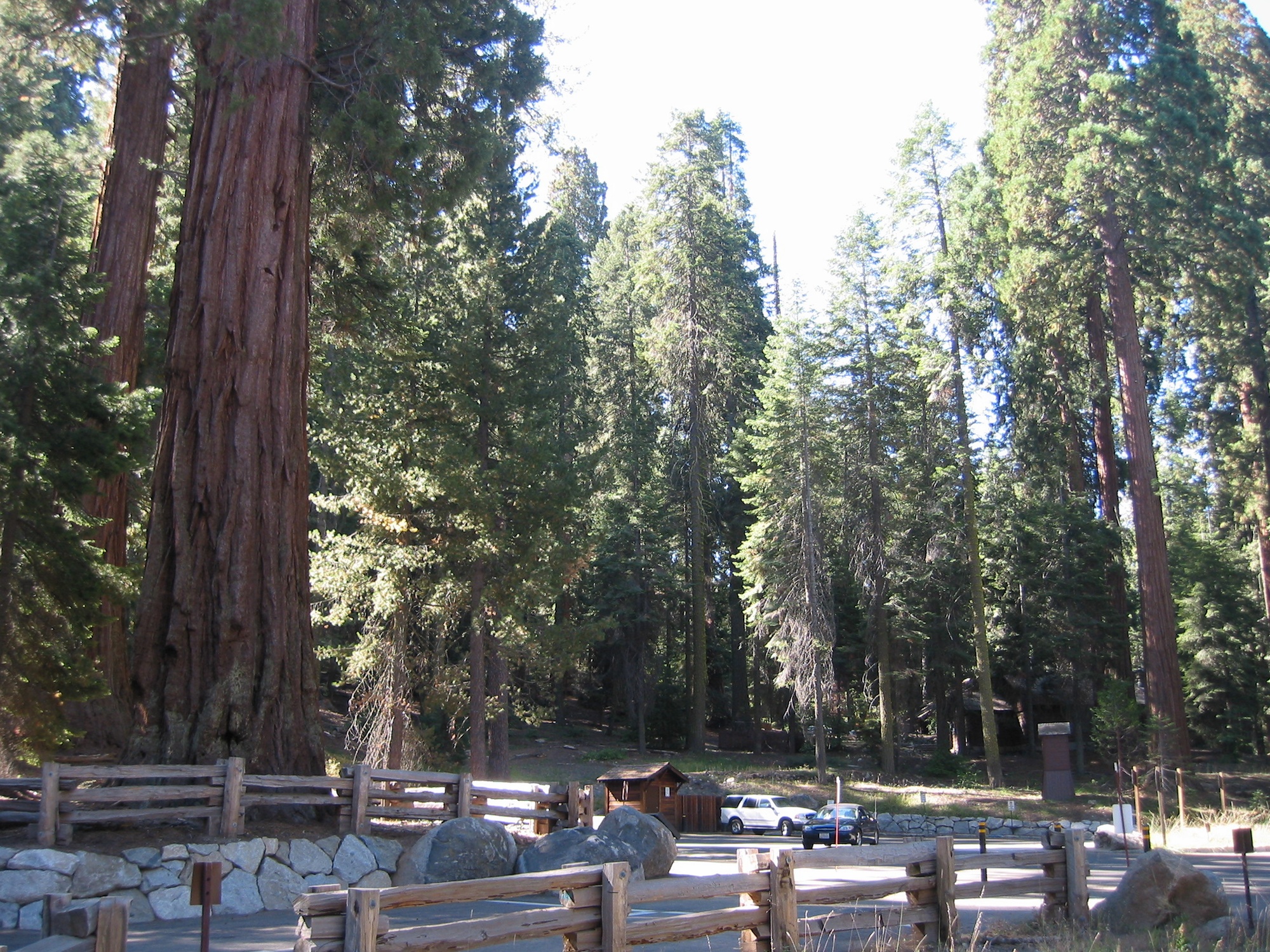 Sequoia & Kings Canyon (1)