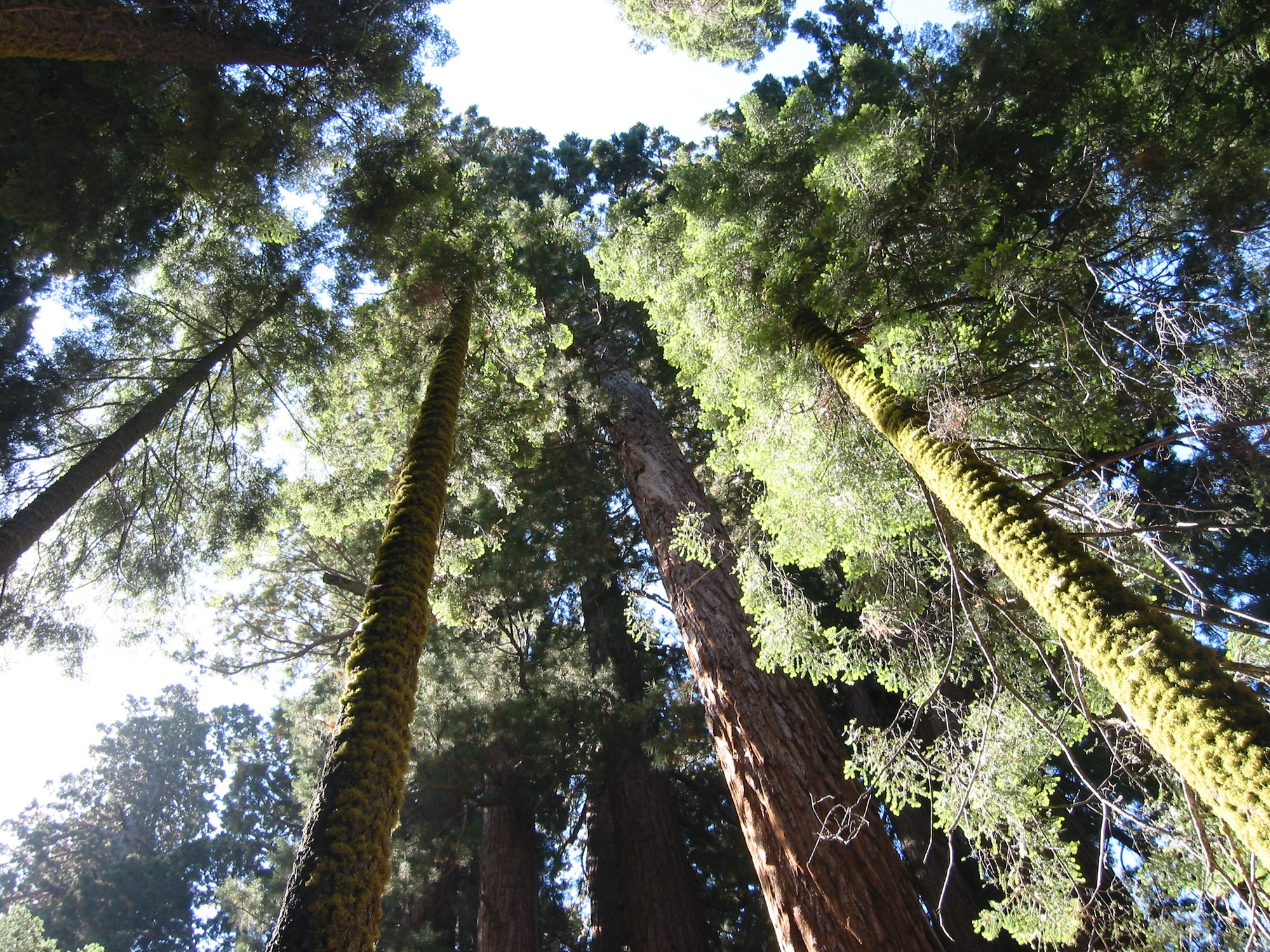 Sequoia & Kings Canyon (10)
