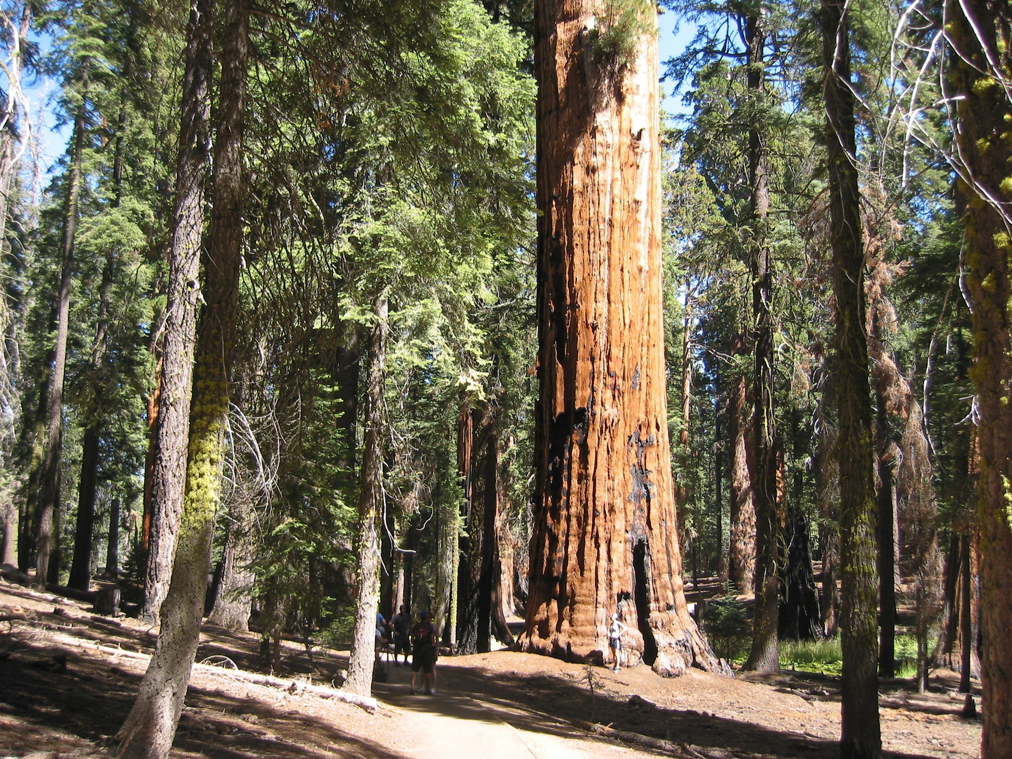 Sequoia & Kings Canyon (11)