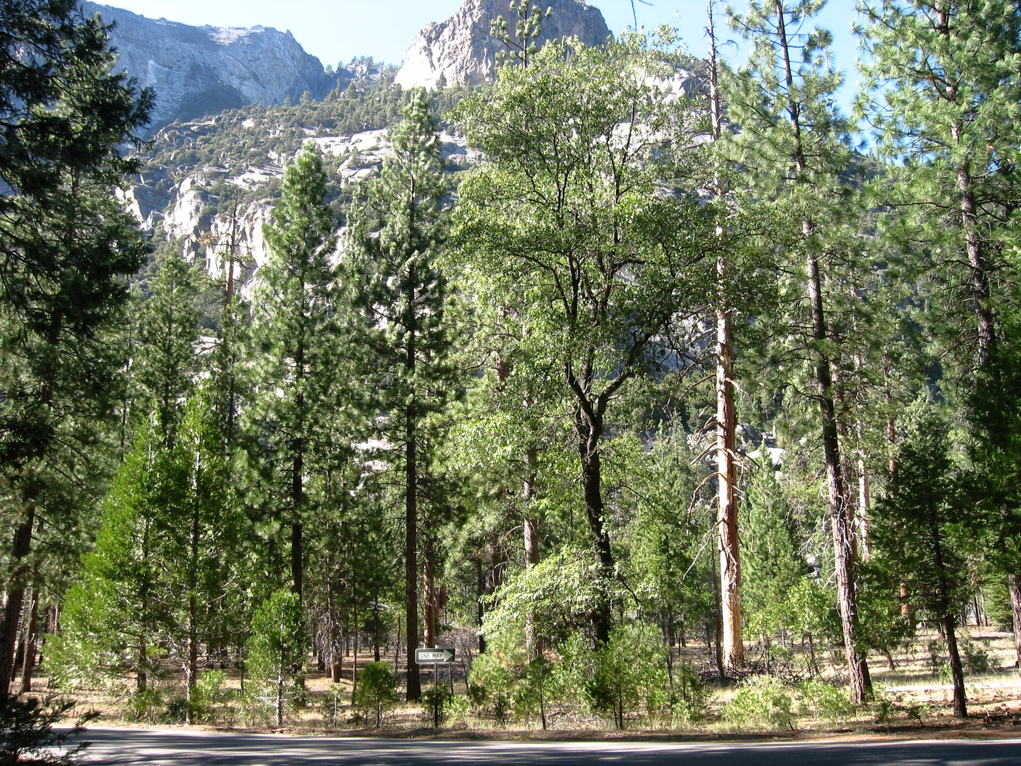 Sequoia & Kings Canyon (16)