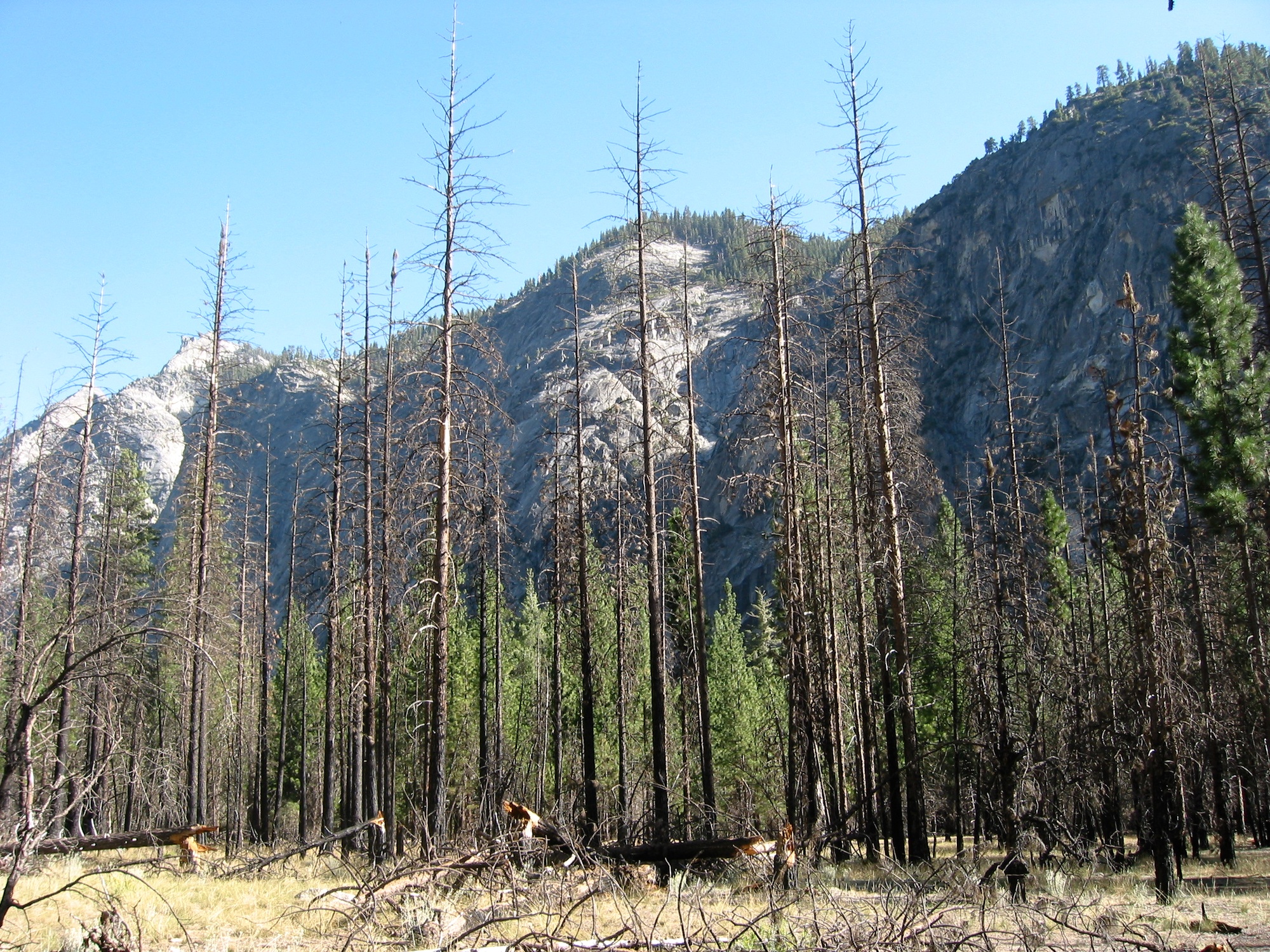 Sequoia & Kings Canyon (18)