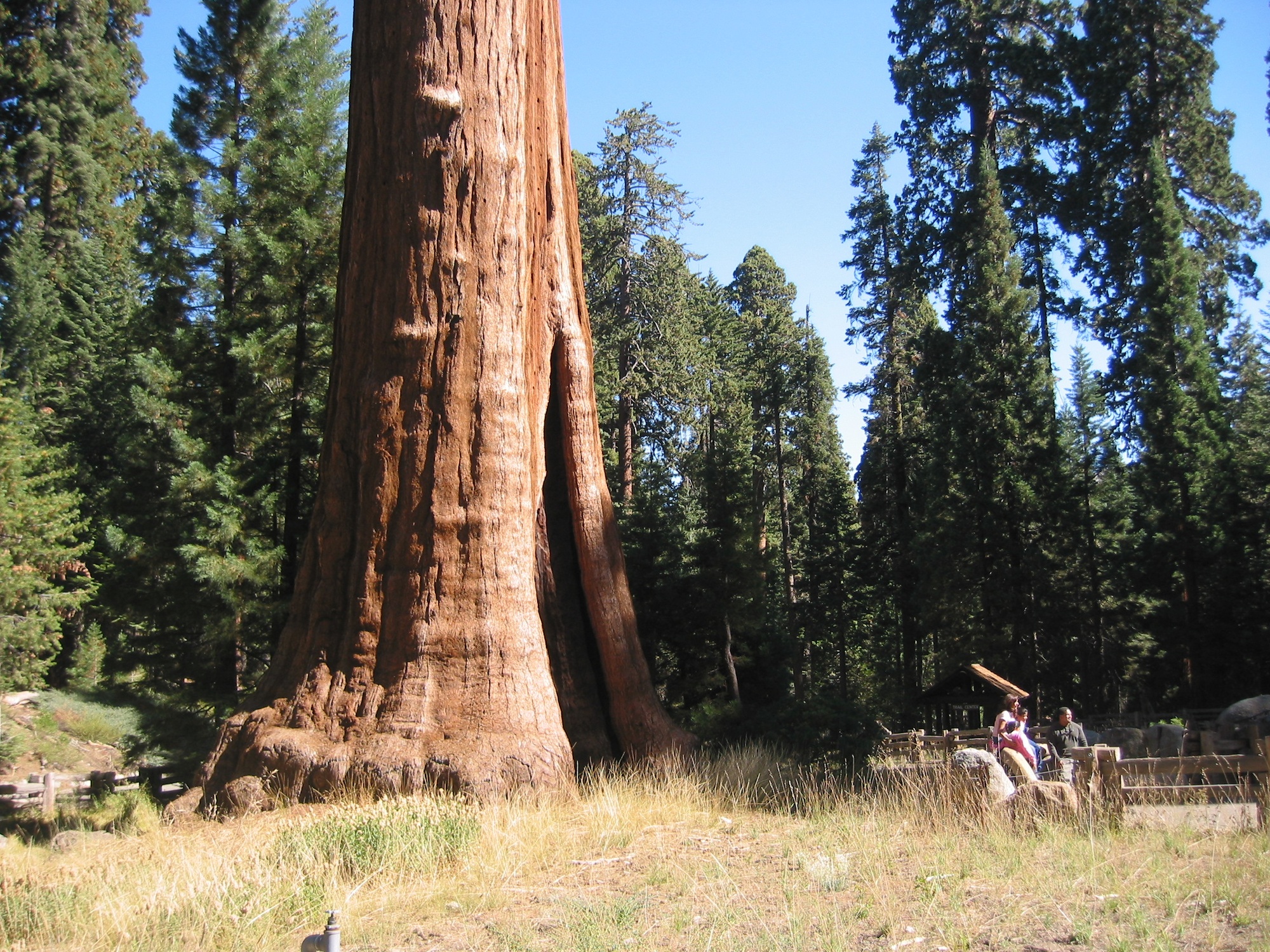 Sequoia & Kings Canyon (2)