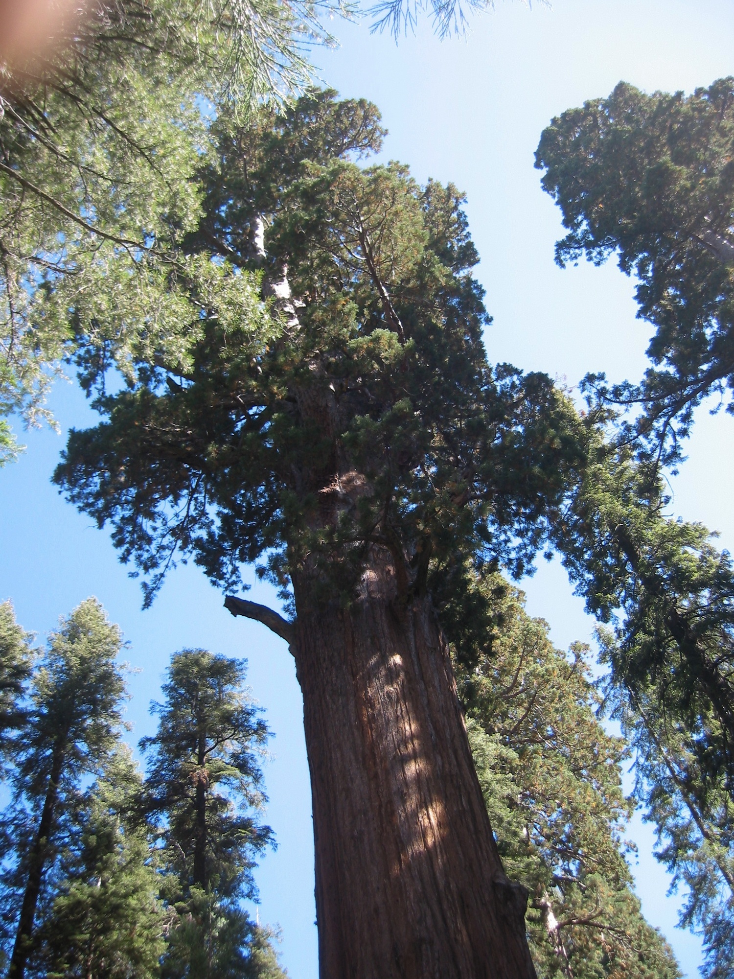 Sequoia & Kings Canyon (3)