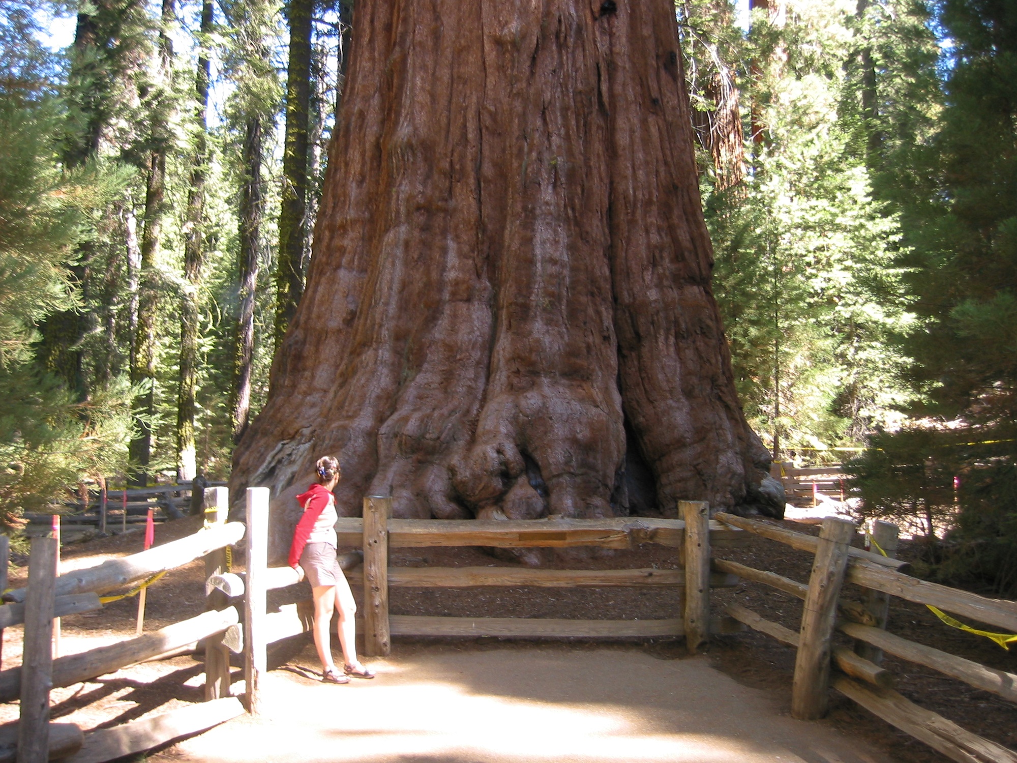 Sequoia & Kings Canyon (4)