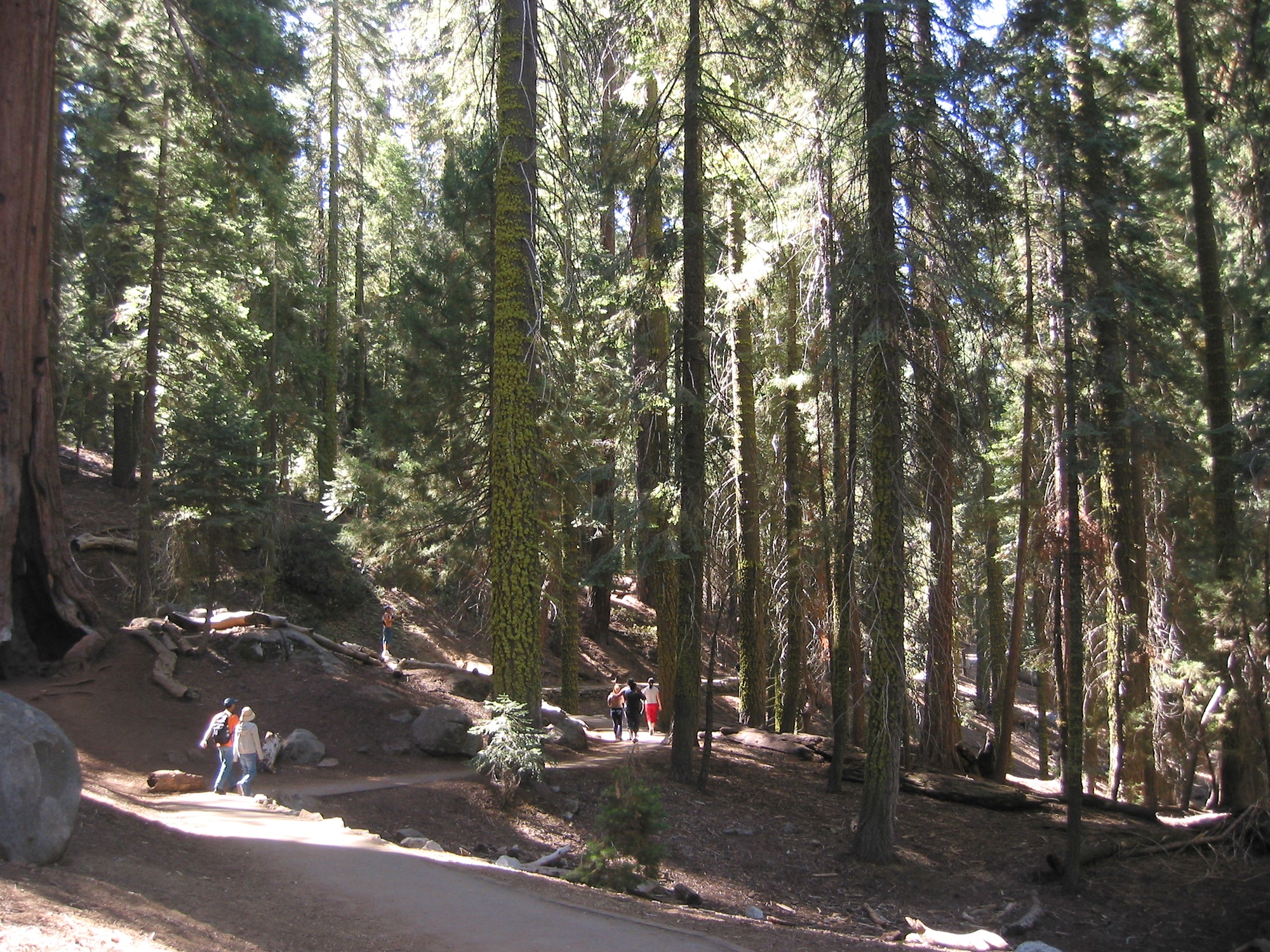 Sequoia & Kings Canyon (5)