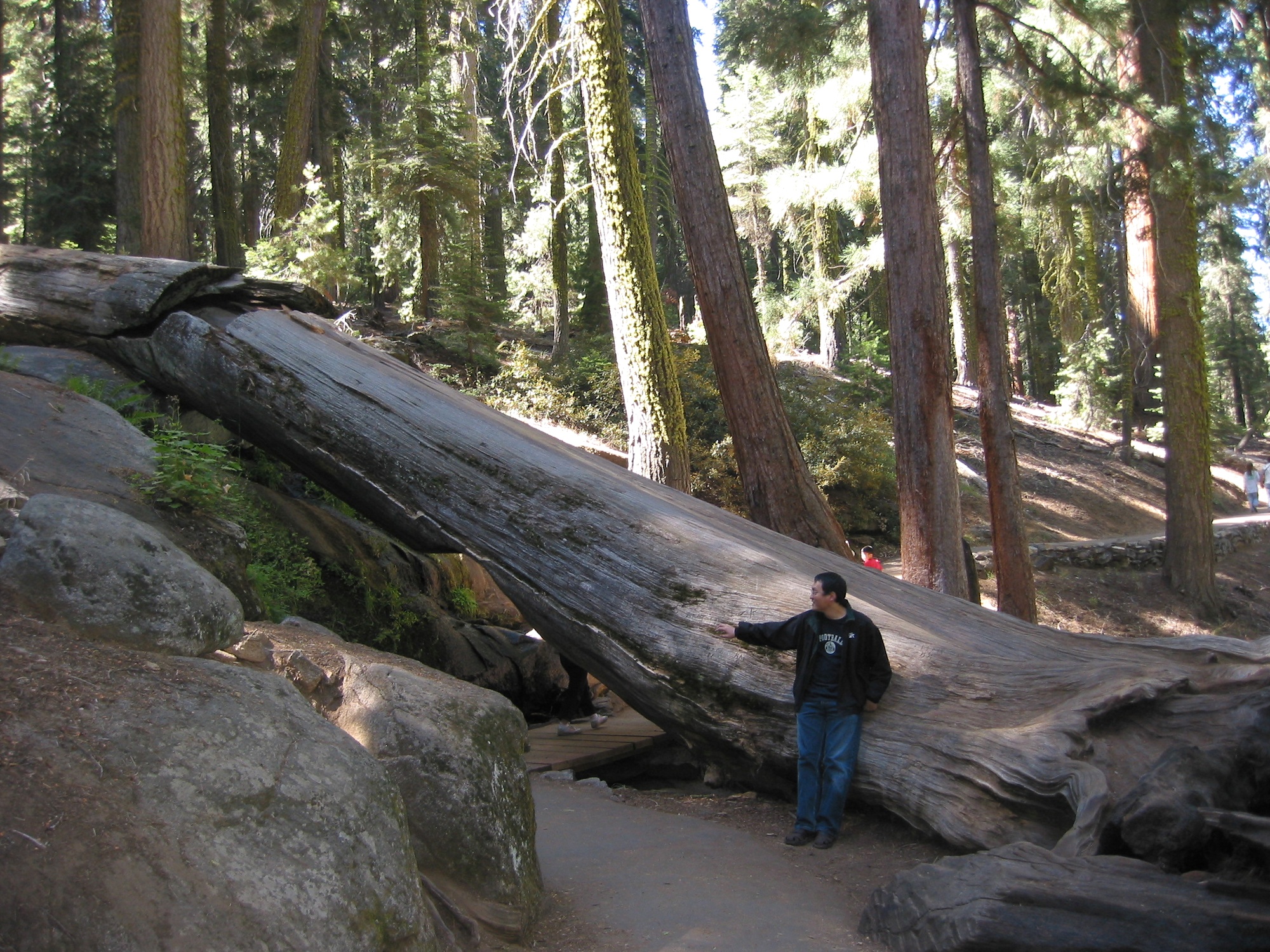 Sequoia & Kings Canyon (6)