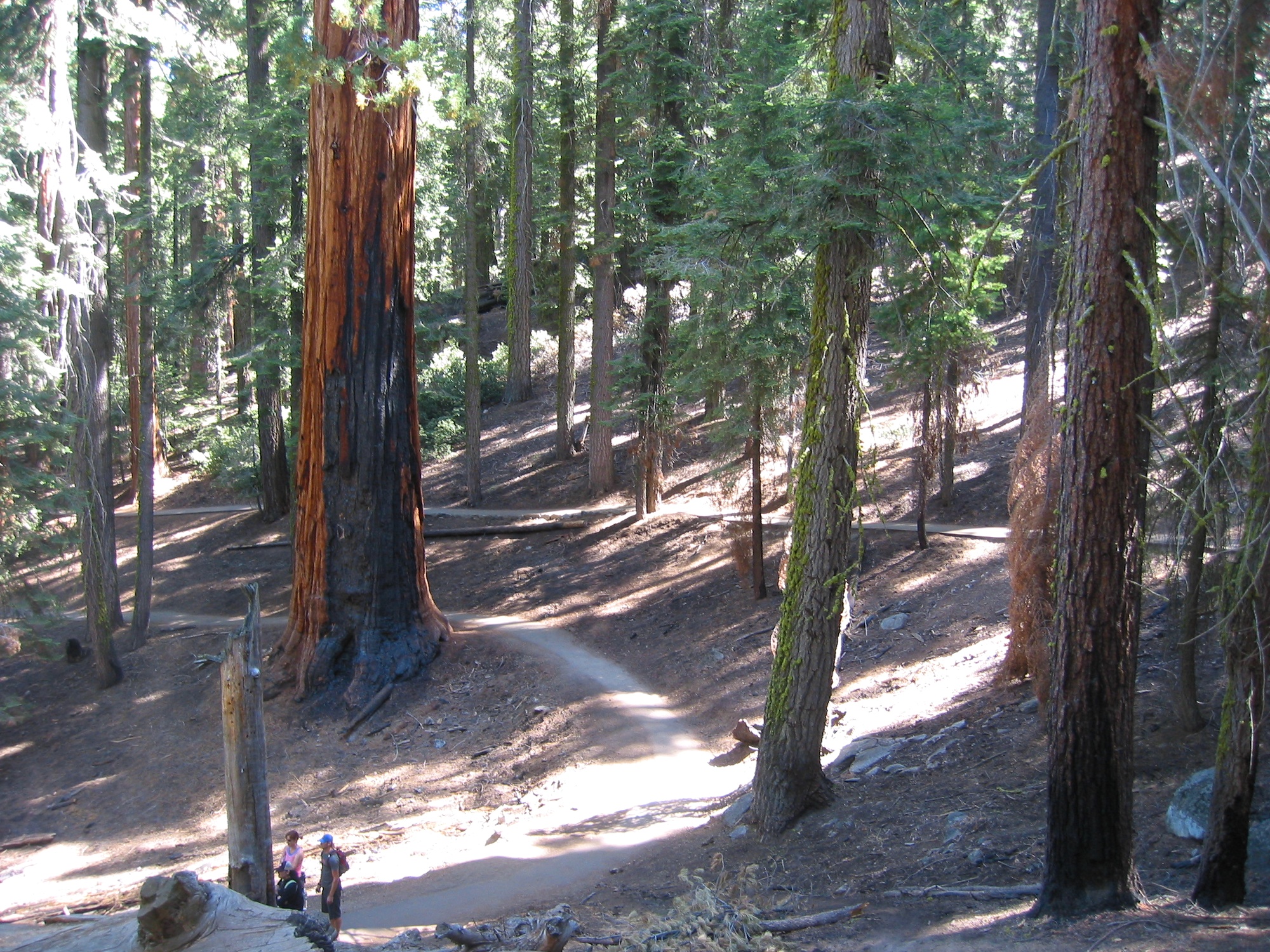 Sequoia & Kings Canyon (7)