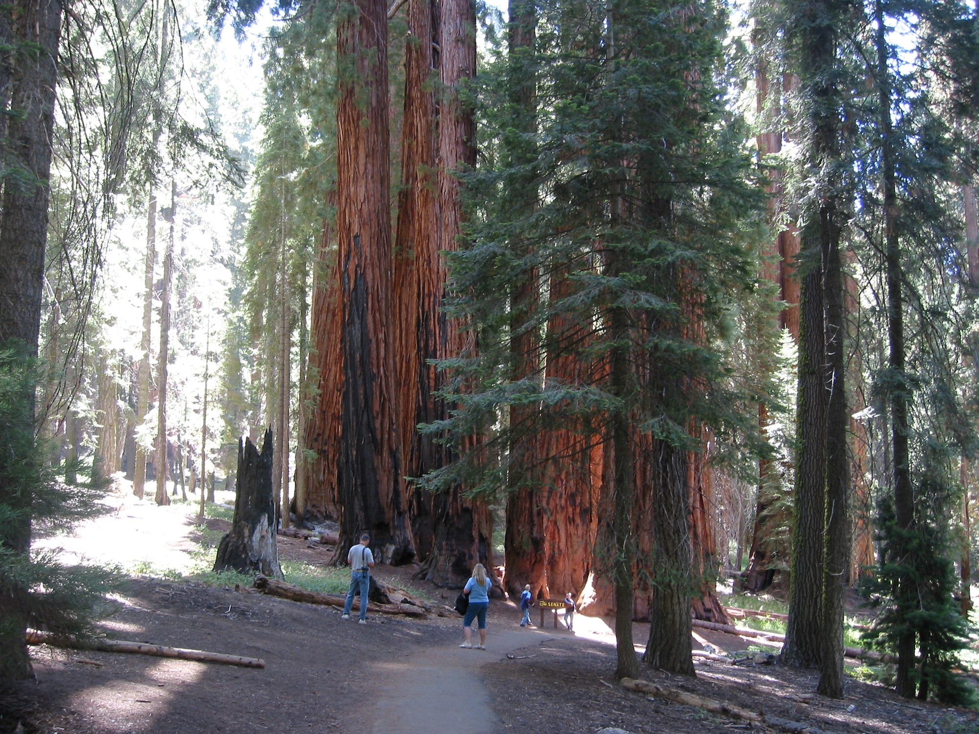 Sequoia & Kings Canyon (8)