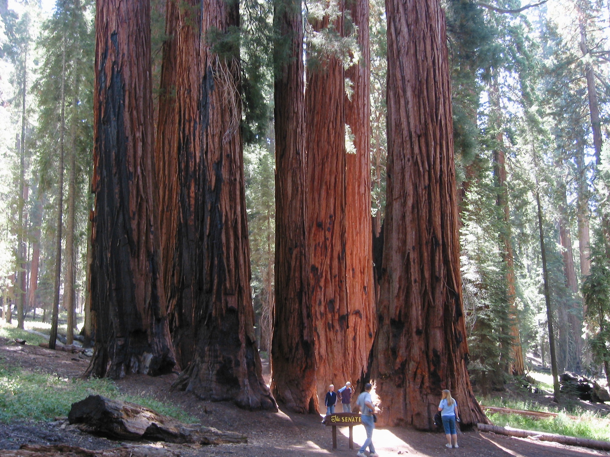 Sequoia & Kings Canyon (9)