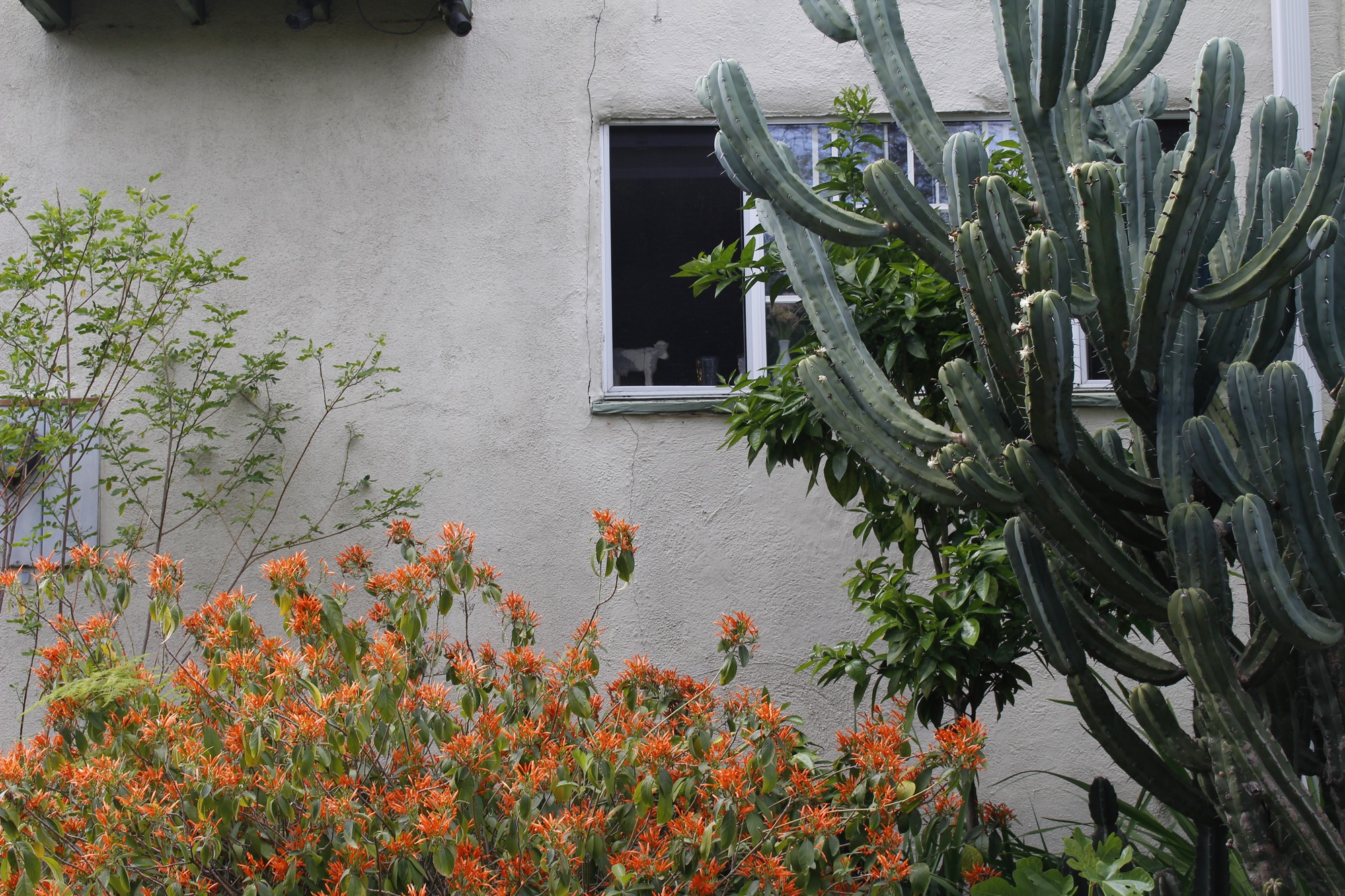 Los Feliz Houses (11)