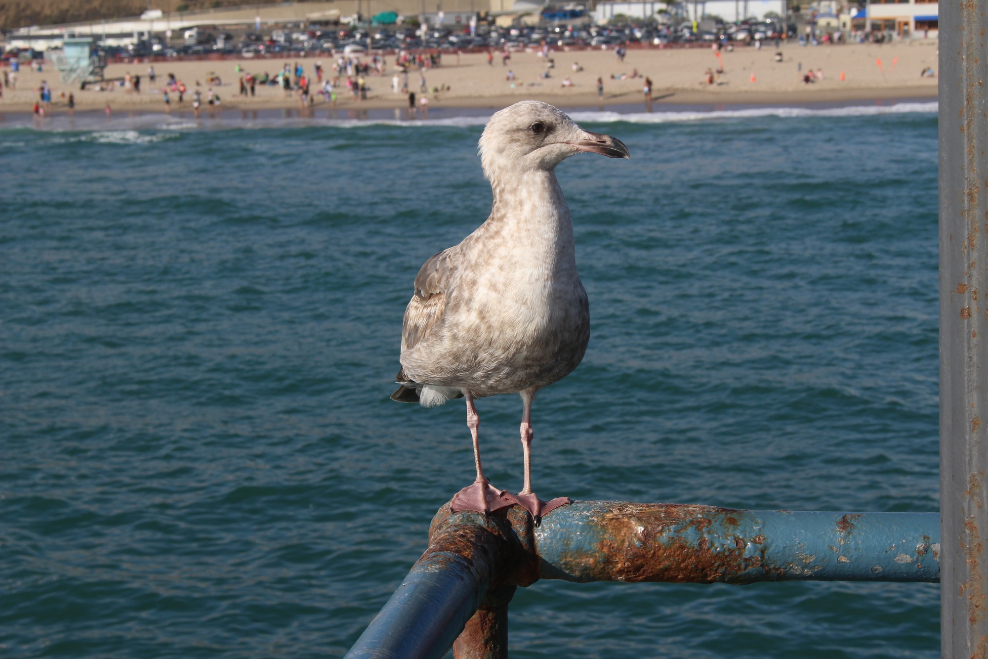 Santa Monica Beach (8)