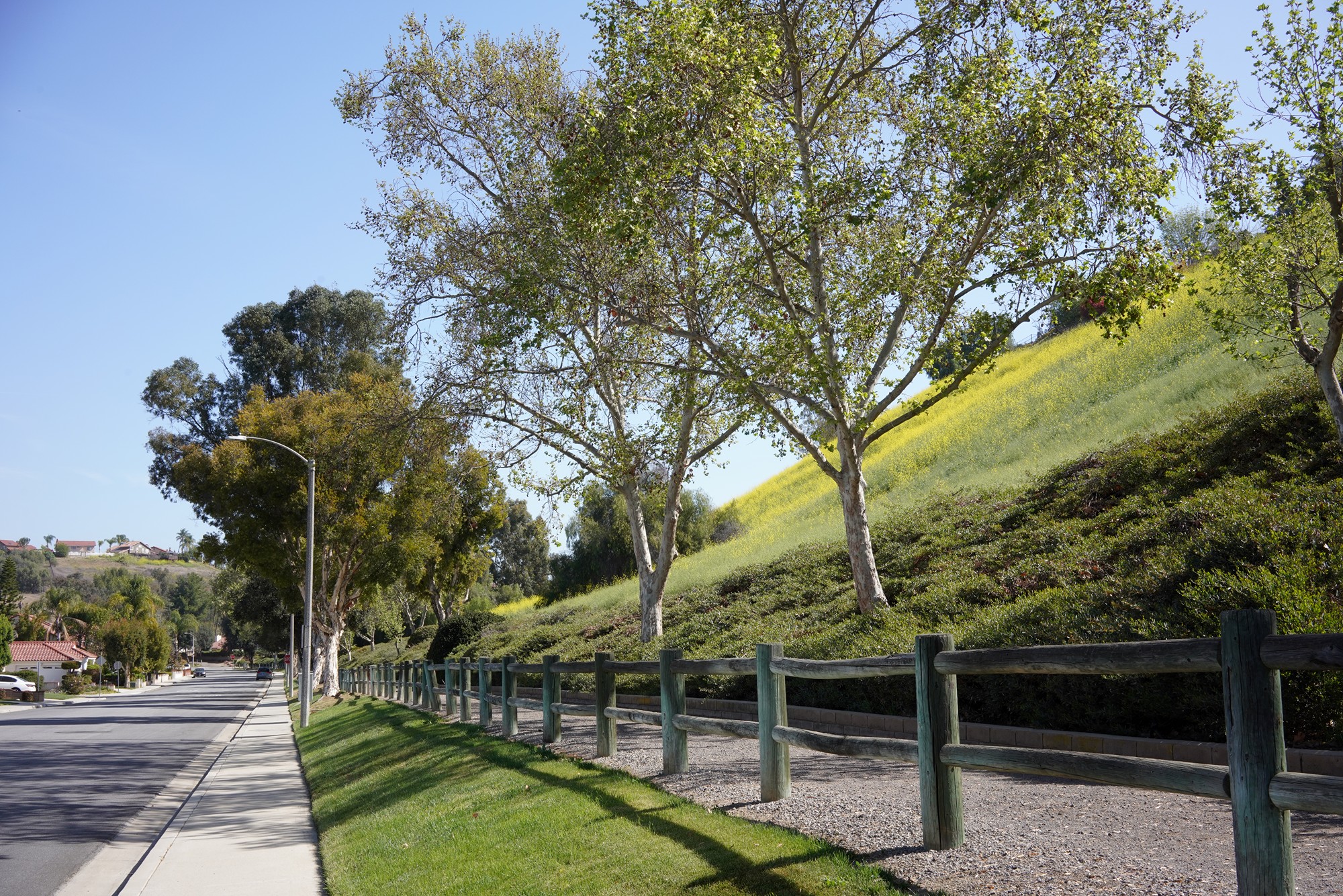 Walnut Neighborhood (1)