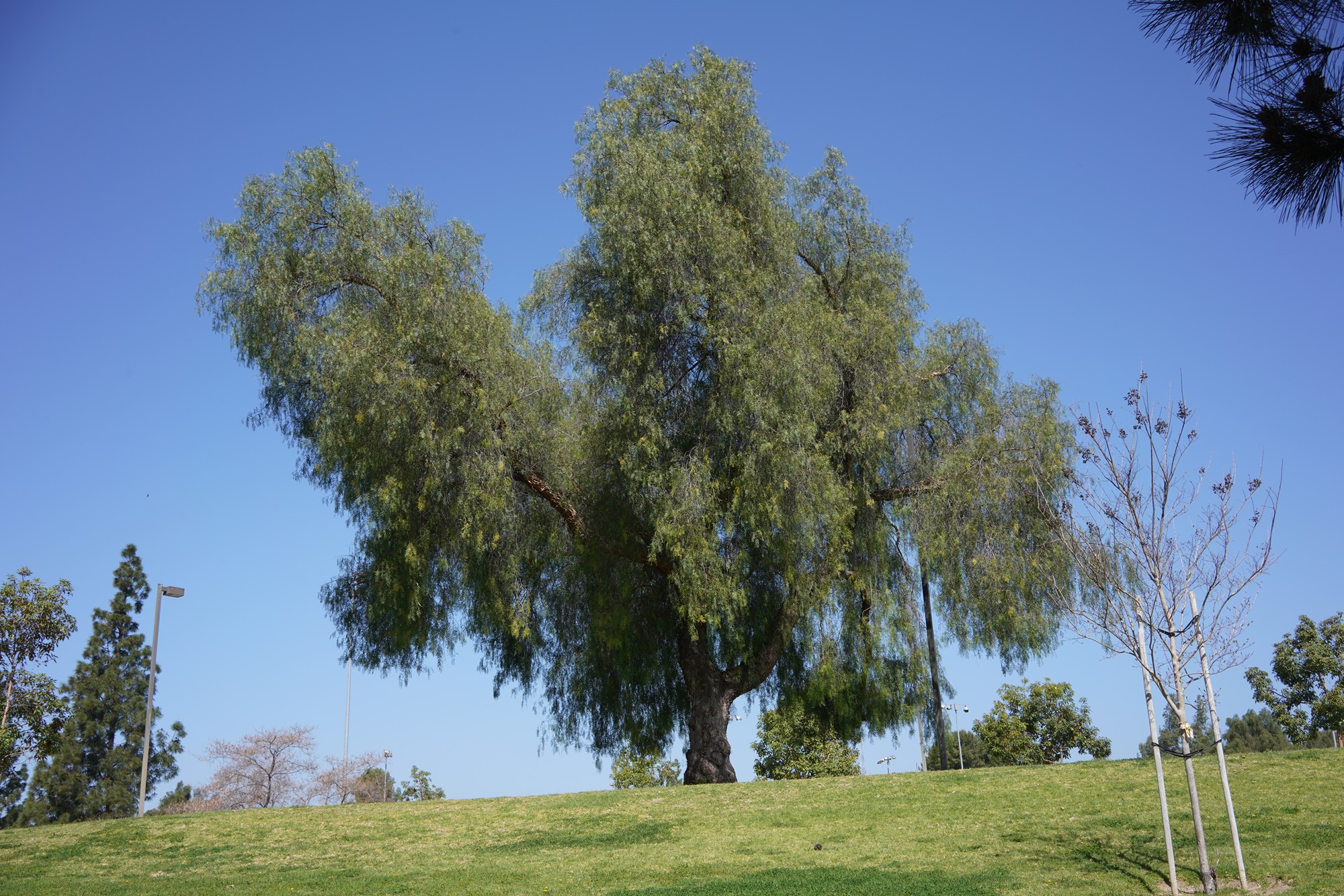 Walnut Neighborhood (4)
