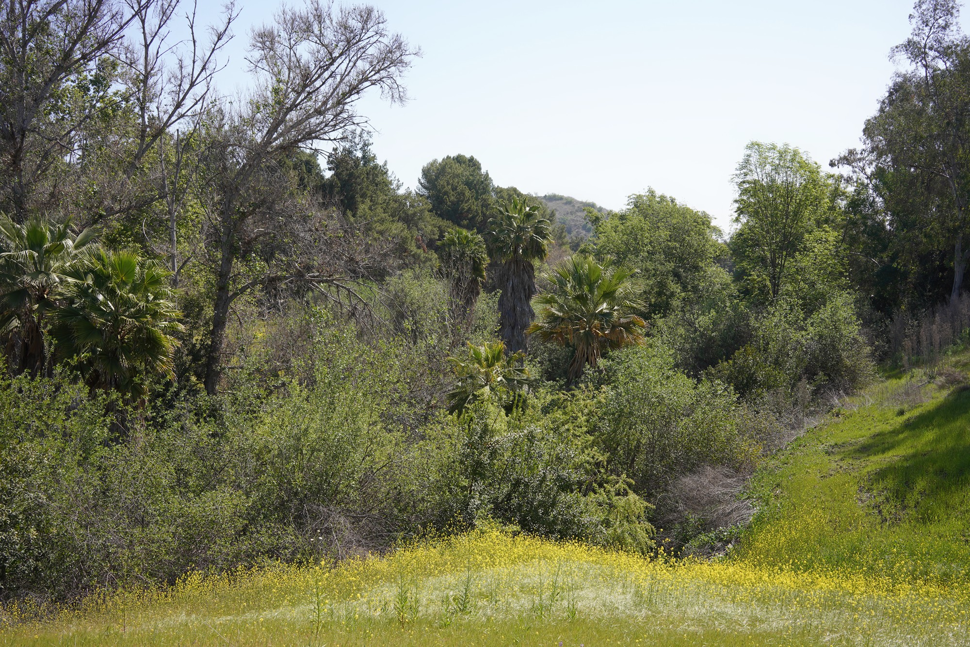 Walnut Neighborhood (6)