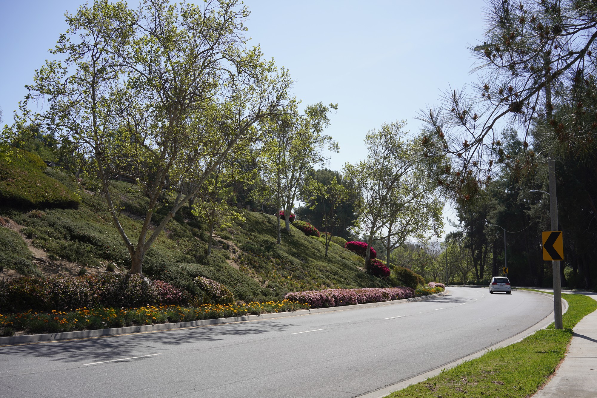 Walnut Neighborhood (7)