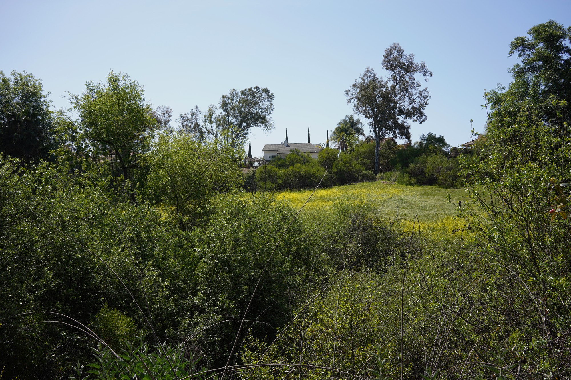 Walnut Neighborhood (8)