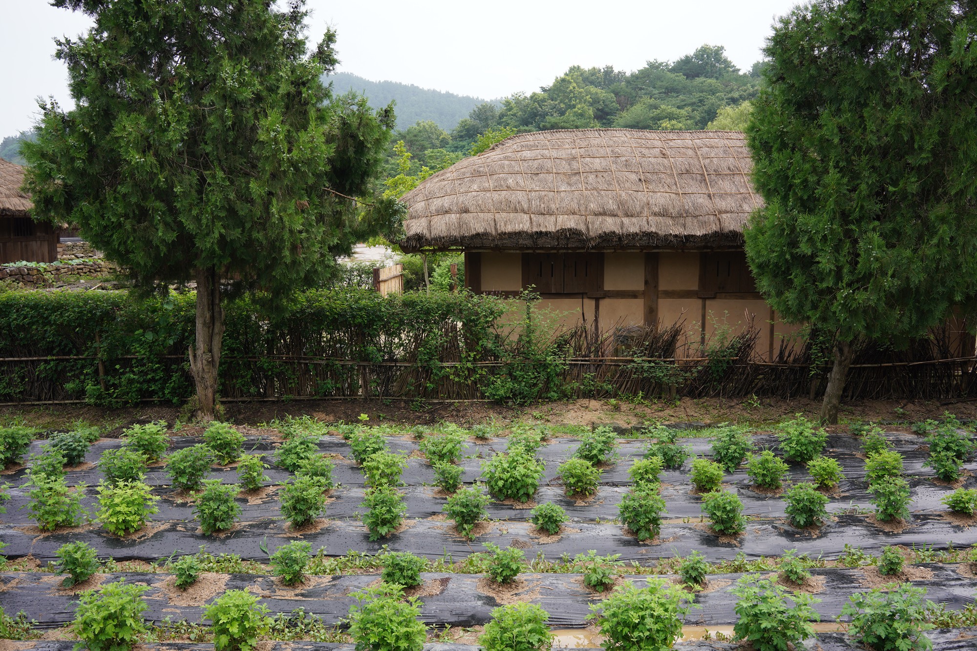 Baekje Cultural Land (30)