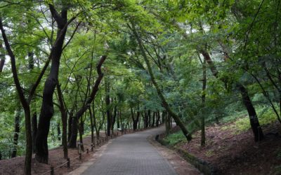 Buyeo Gungnamji Pond, Jeongnimsaji Temple, and Busosanseong Fortress, South Korea