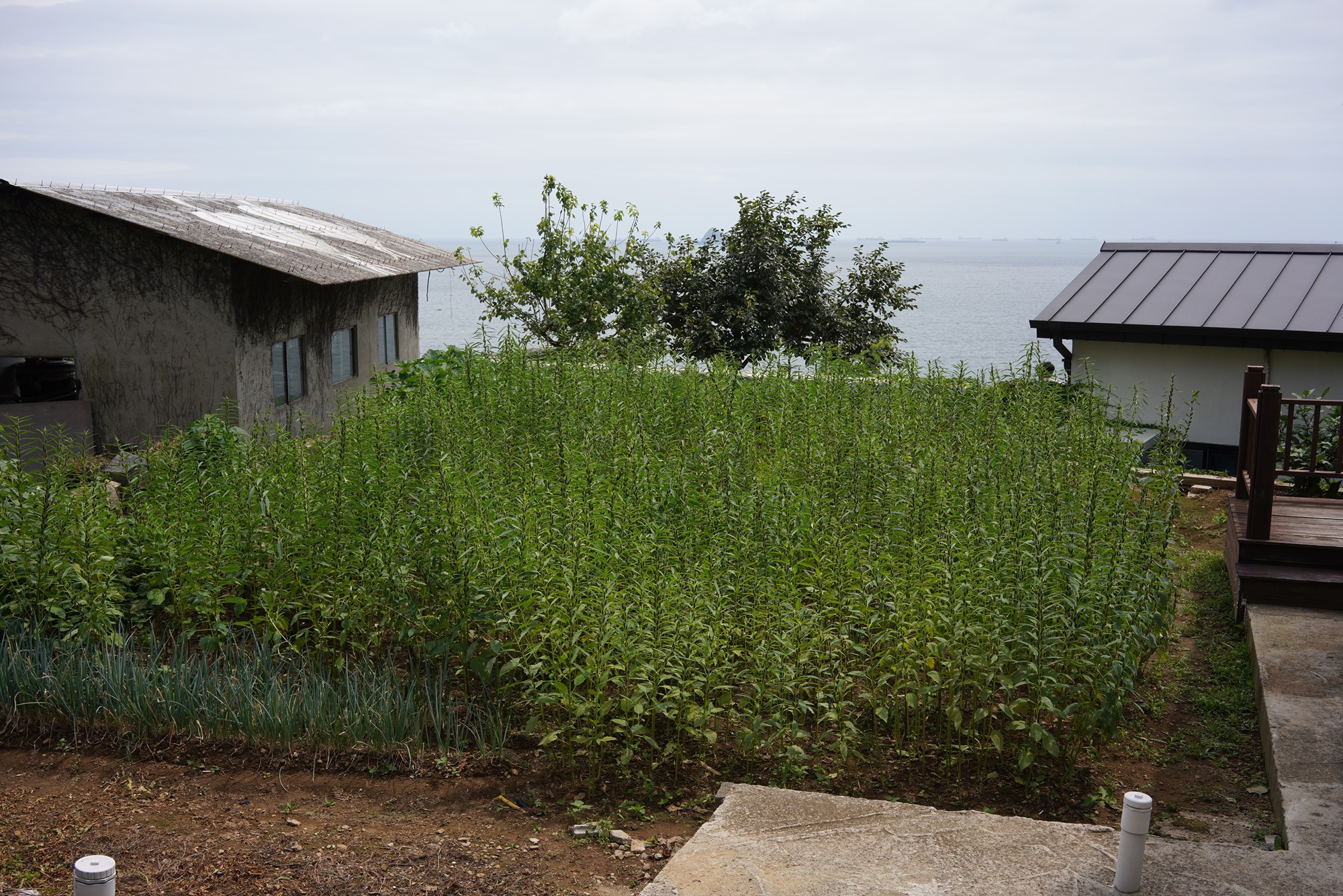 Namhae 1 (16)