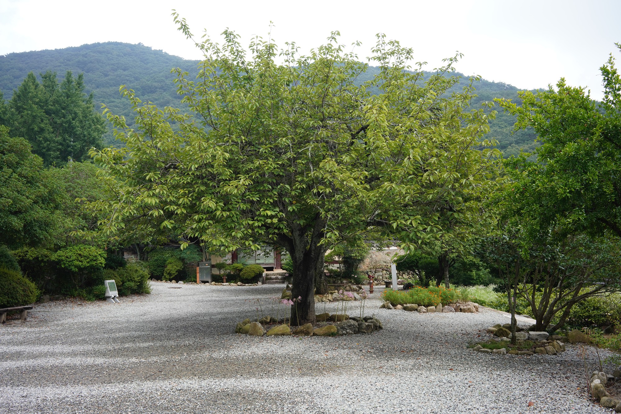 Sunamsa (33)