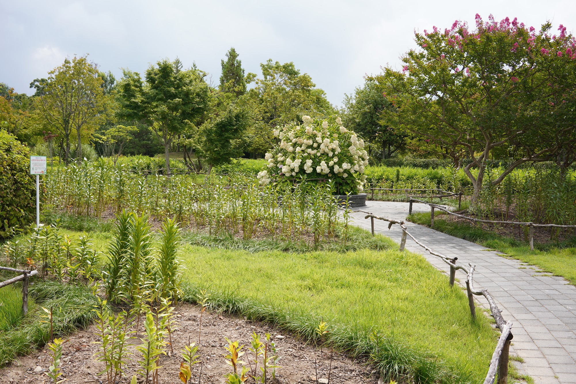 Suncheonman Bay Wetland (10)