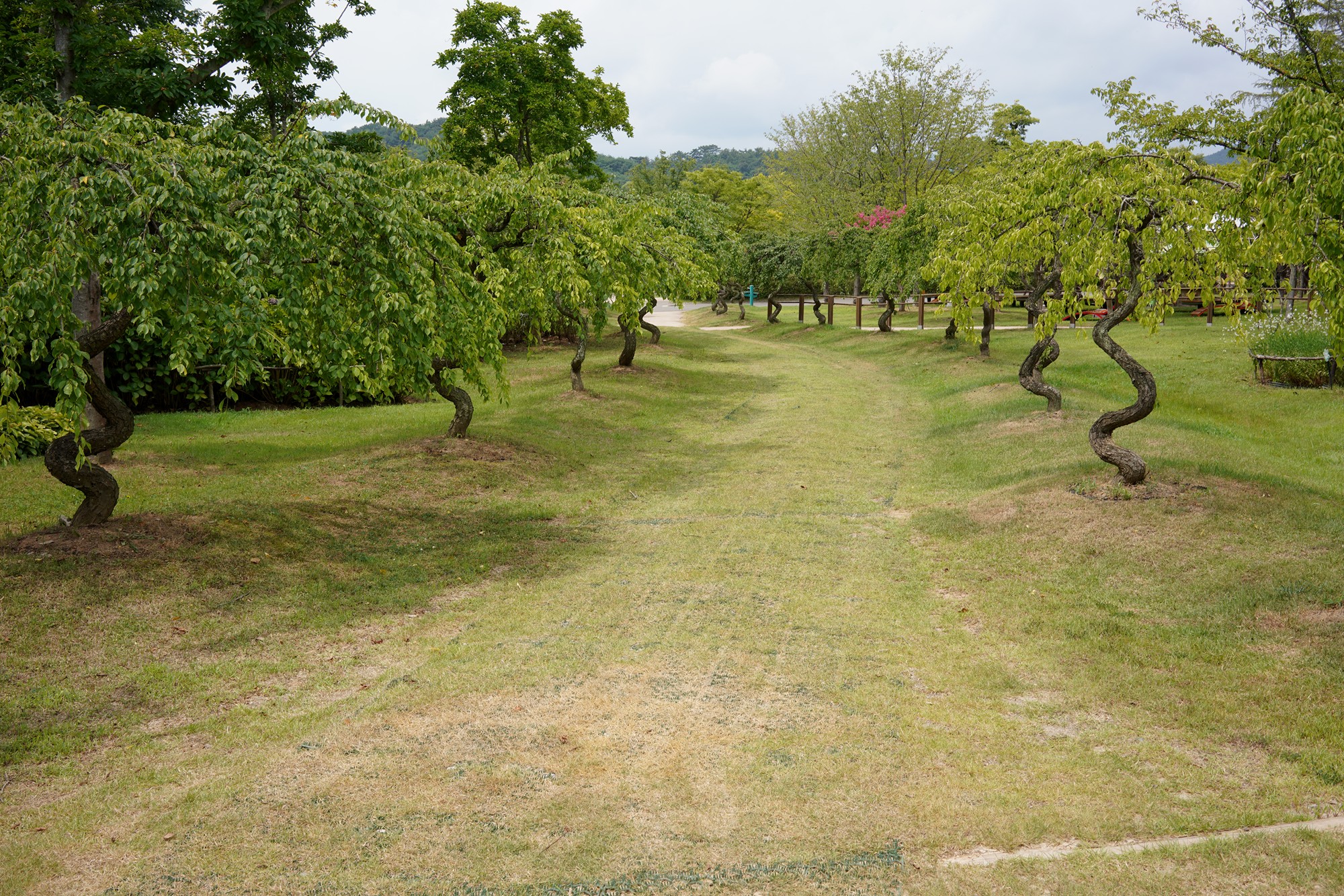 Suncheonman Bay Wetland (12)