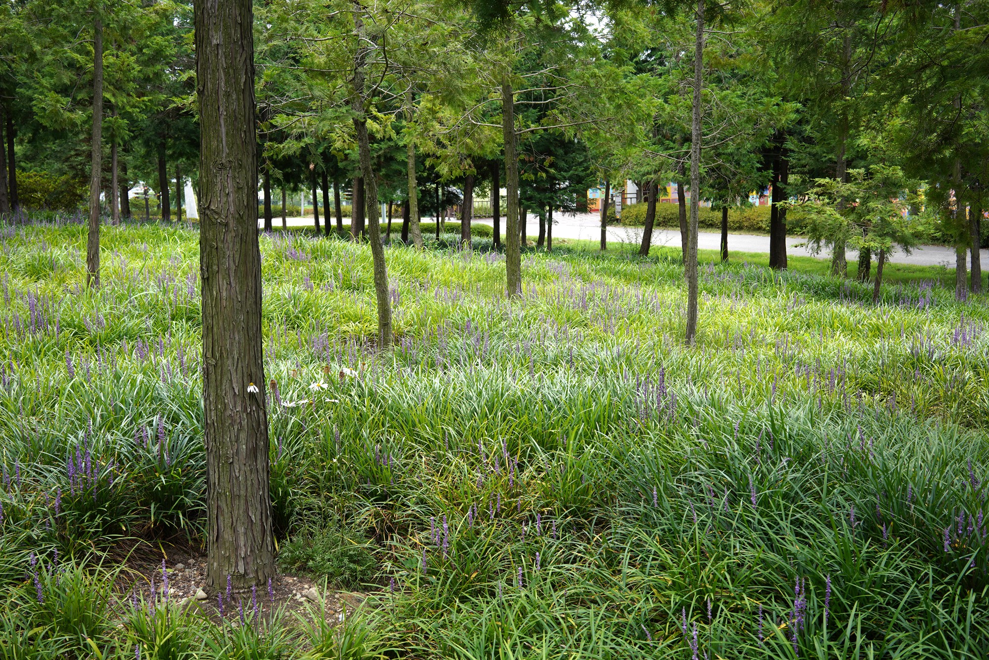 Suncheonman Bay Wetland (19)