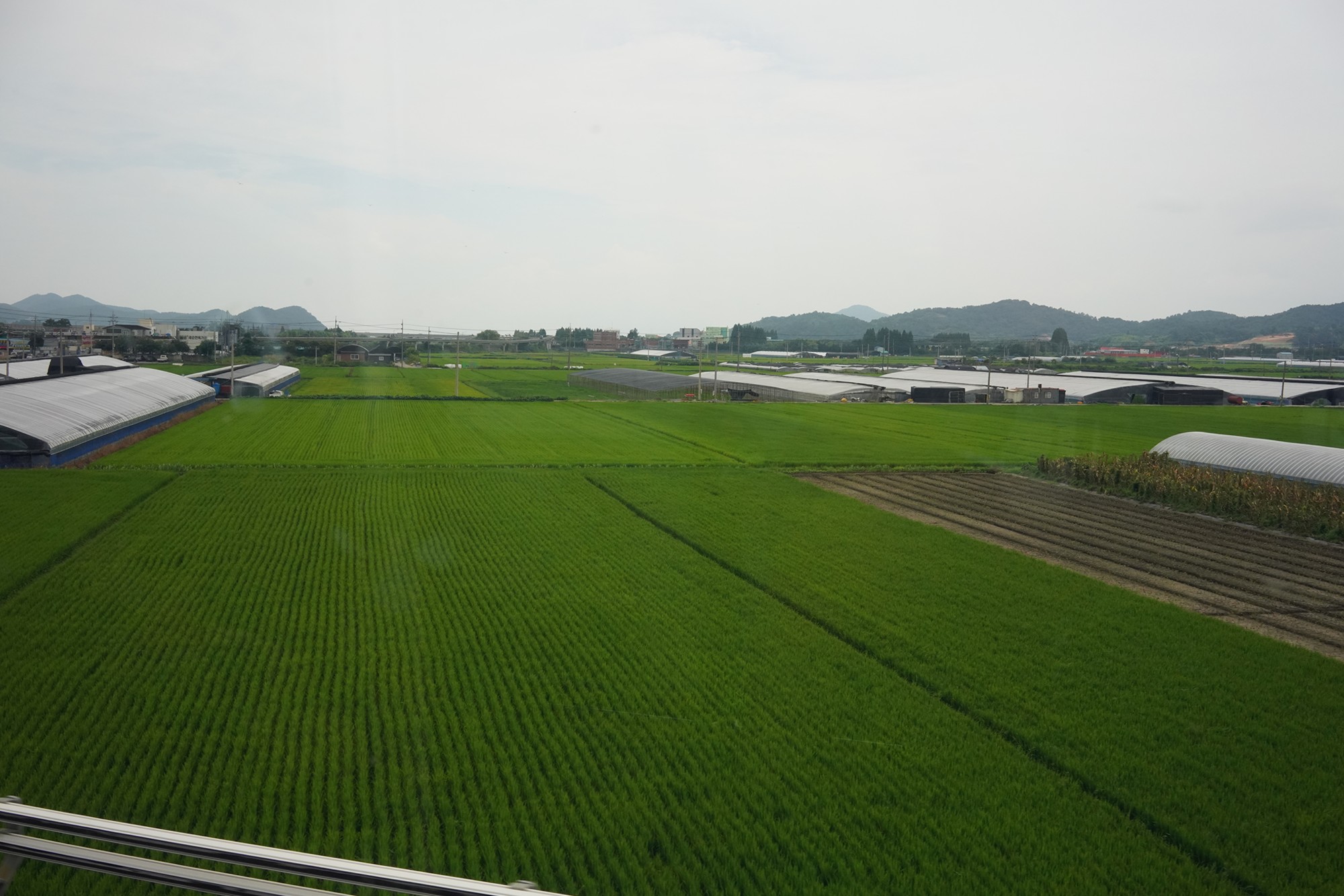 Suncheonman Bay Wetland (22)