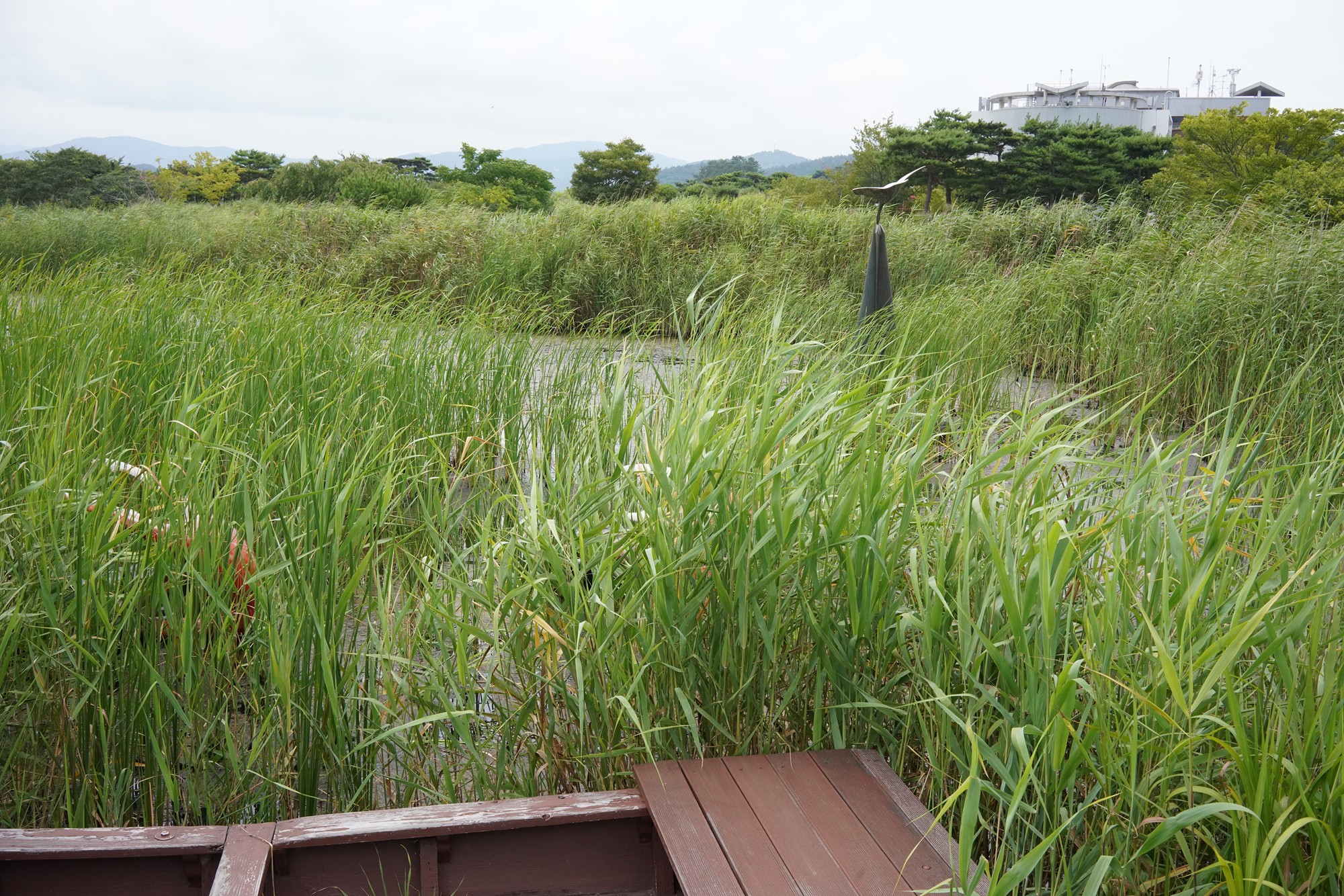 Suncheonman Bay Wetland (25)