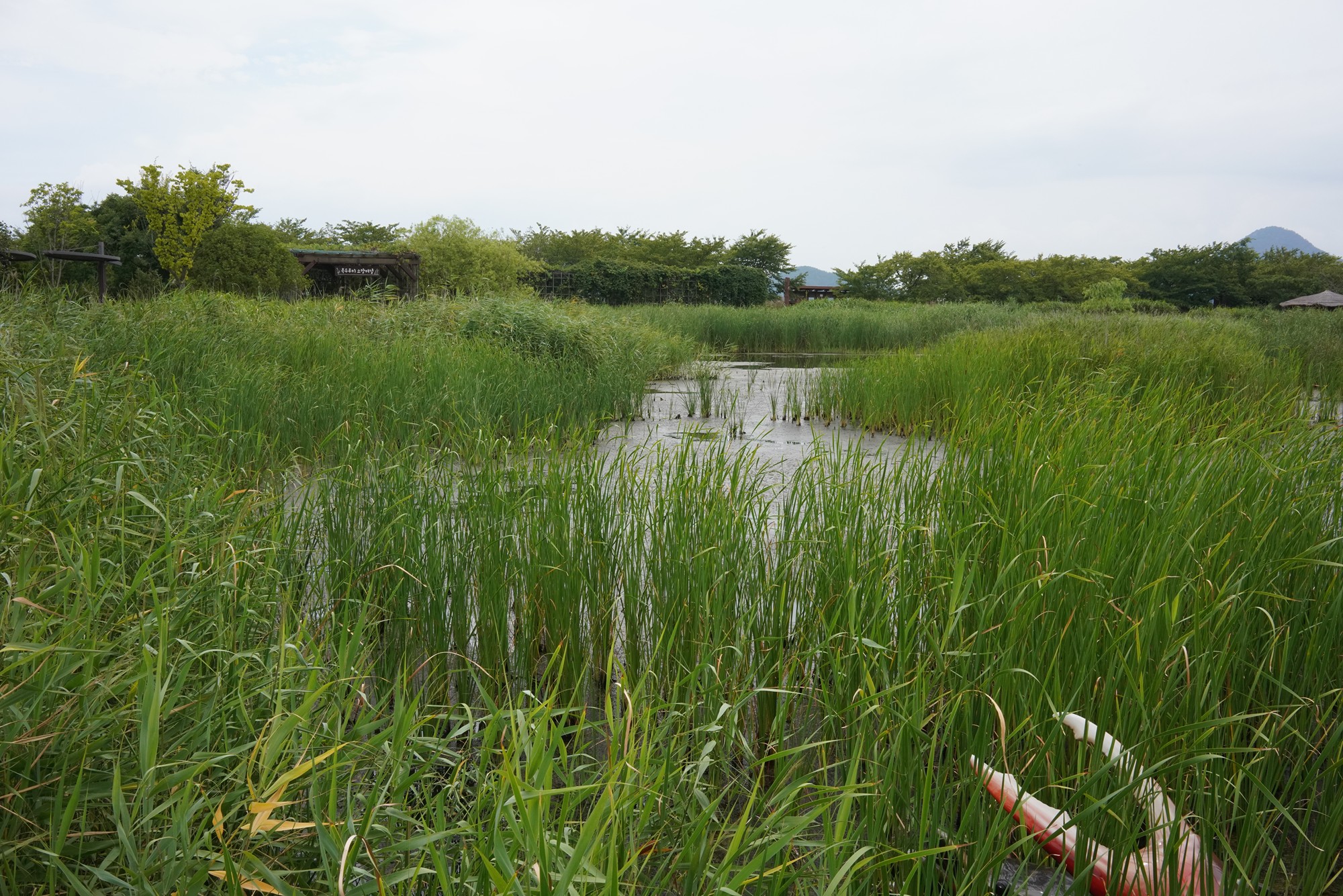 Suncheonman Bay Wetland (26)